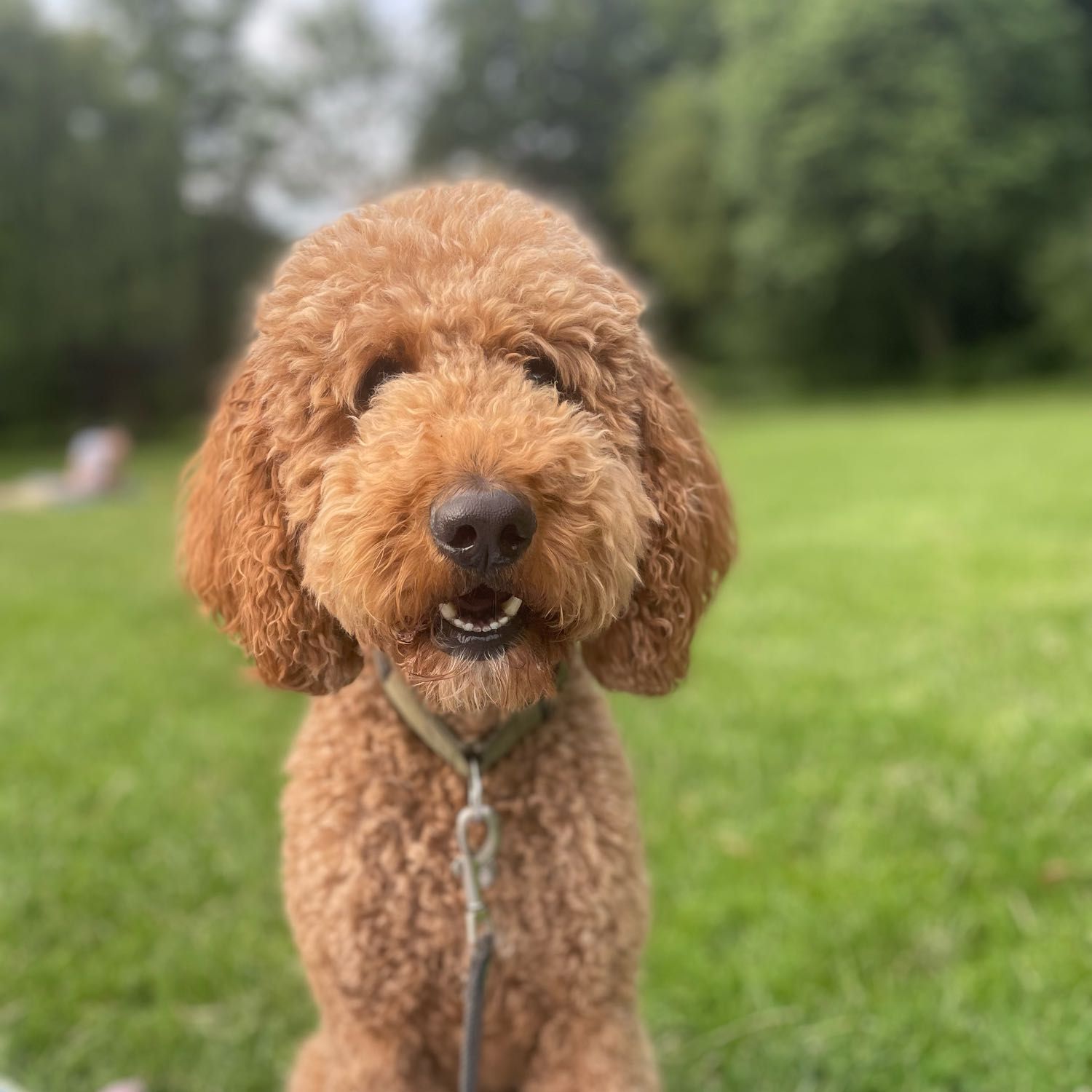 Cooper