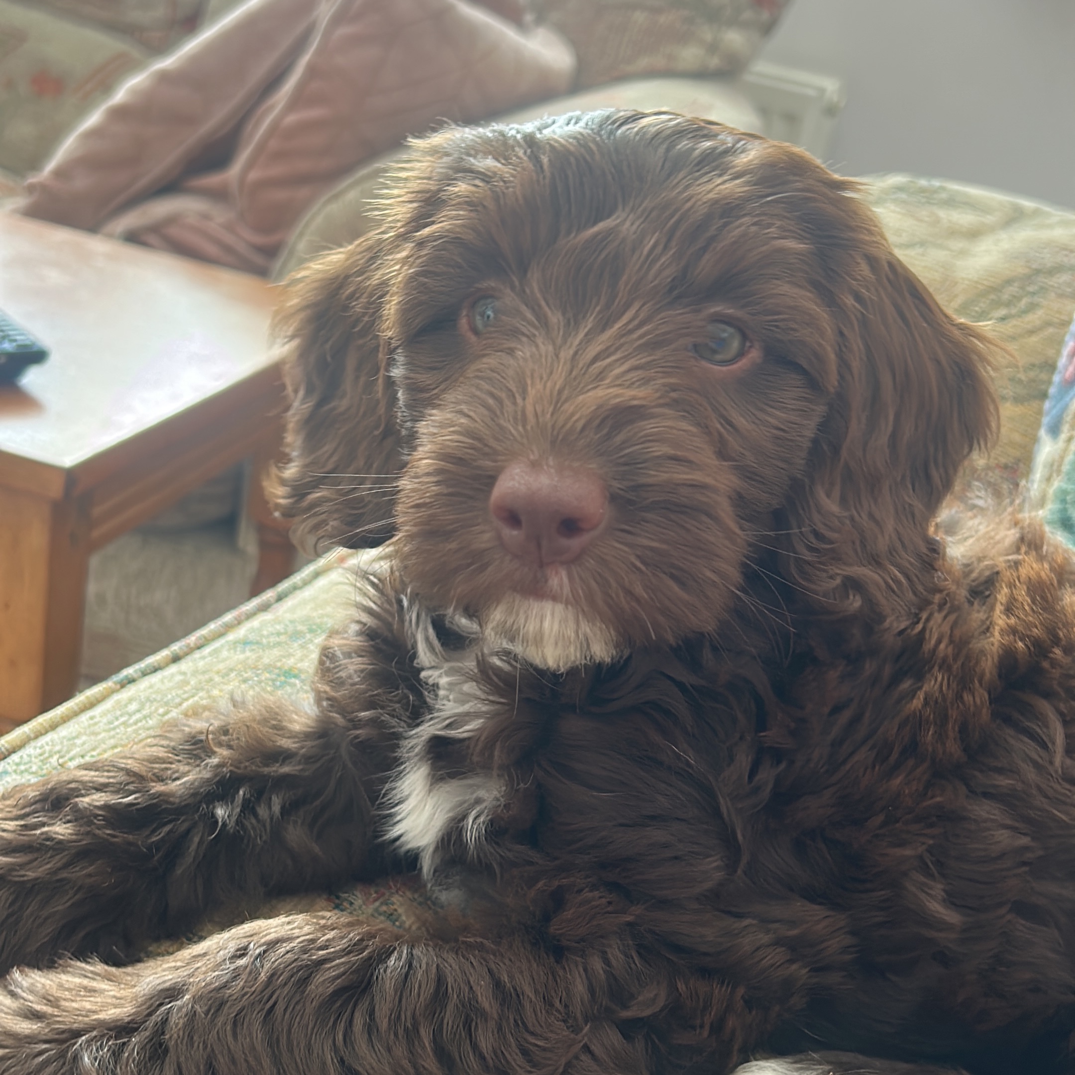 Hazel