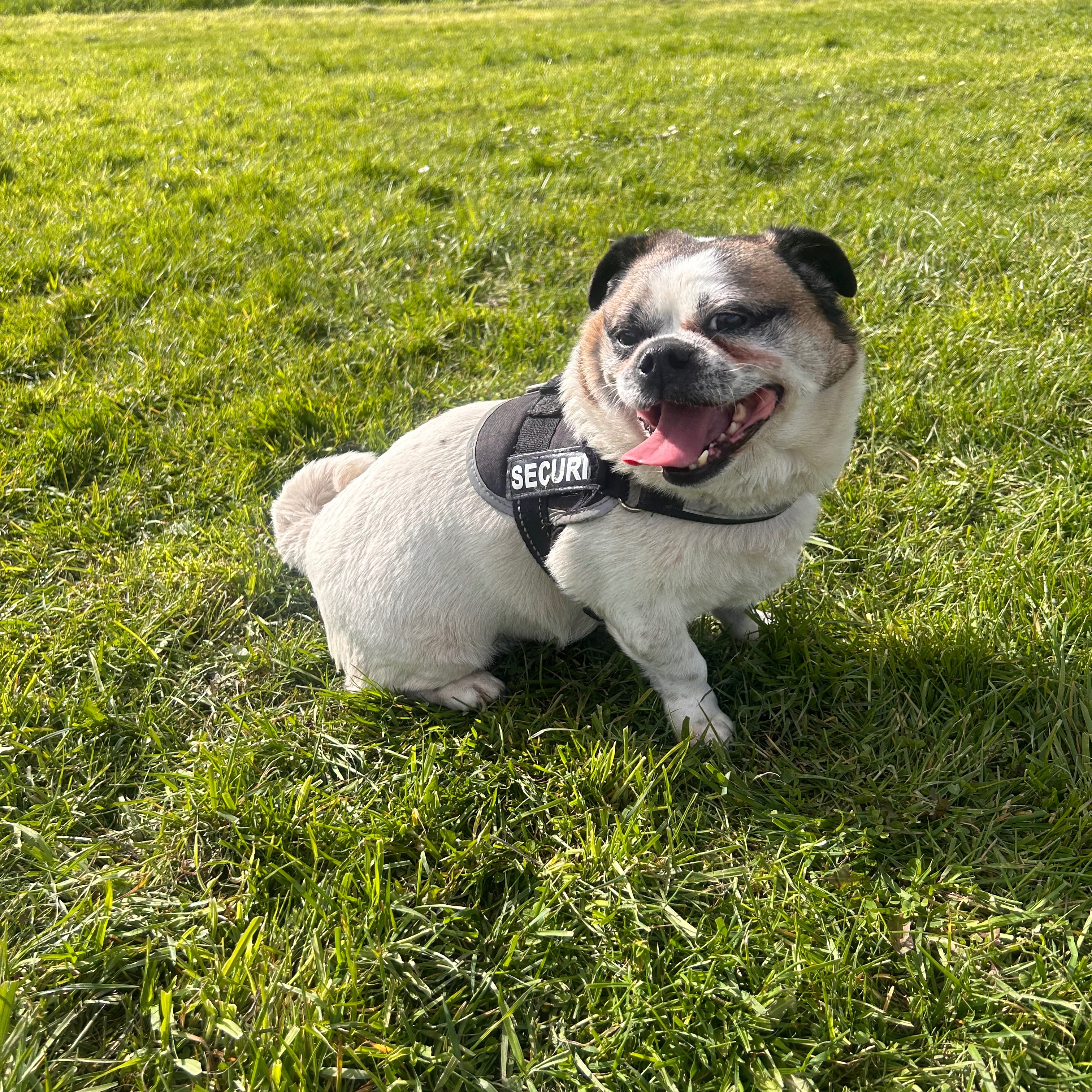 Buddy