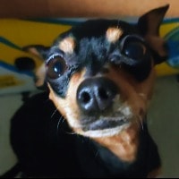 Tiuhti 