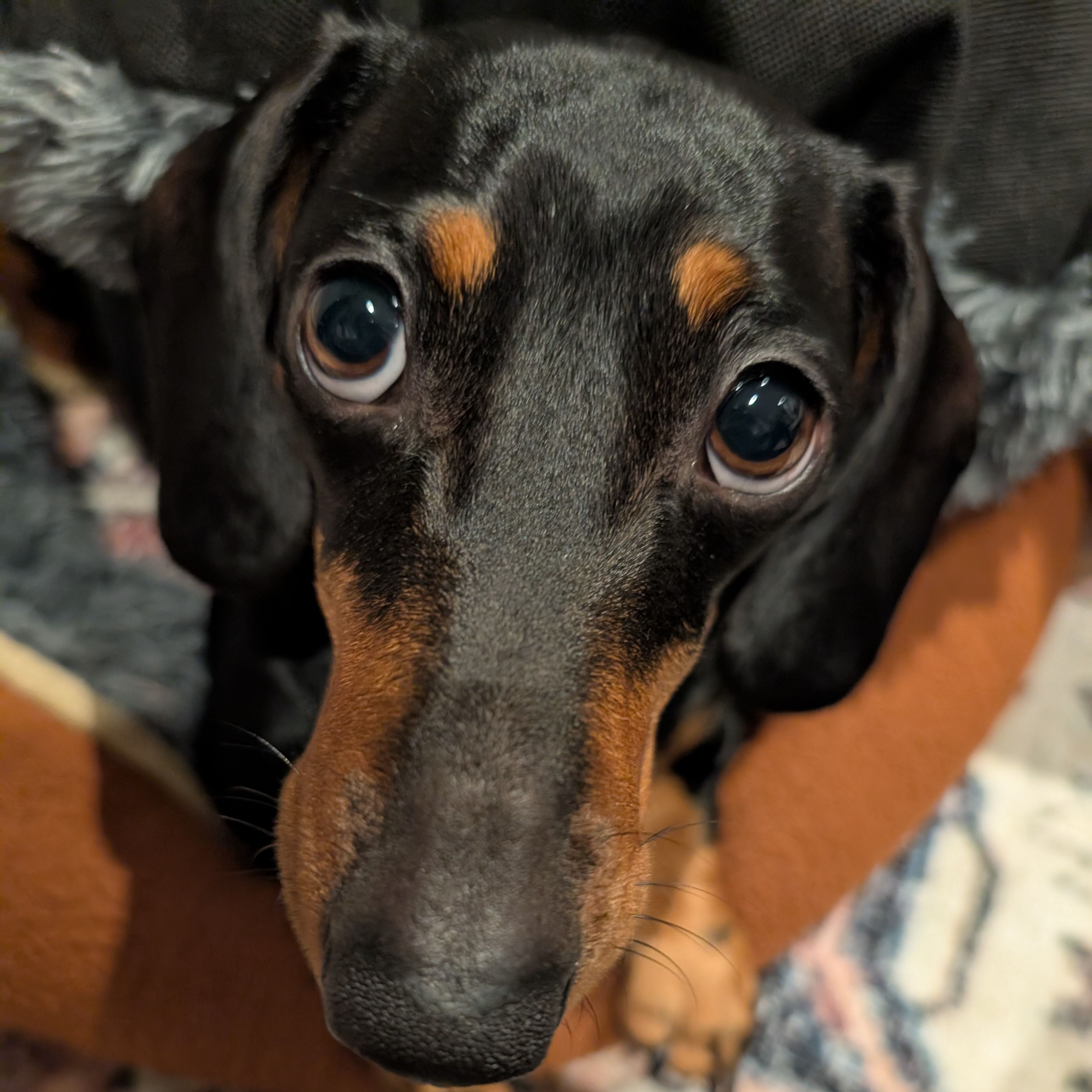 Laila