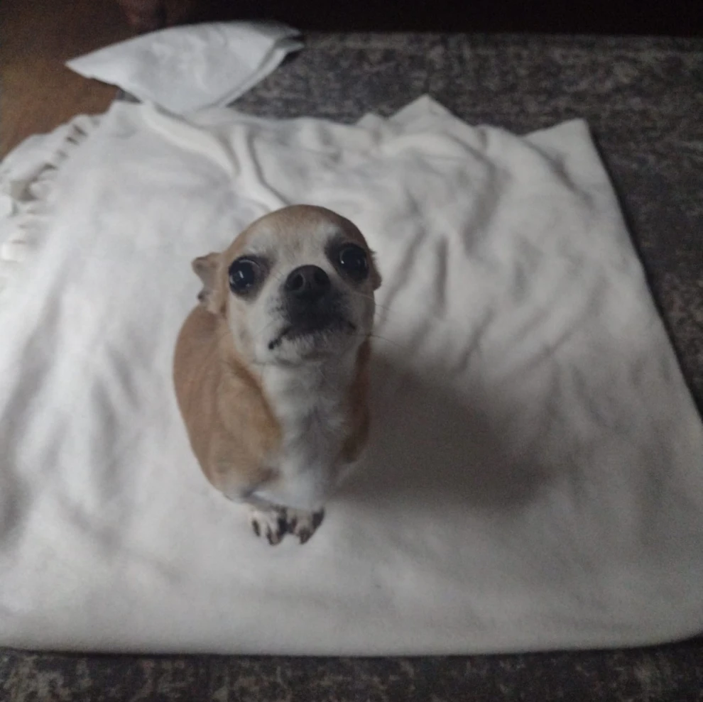 Dolly