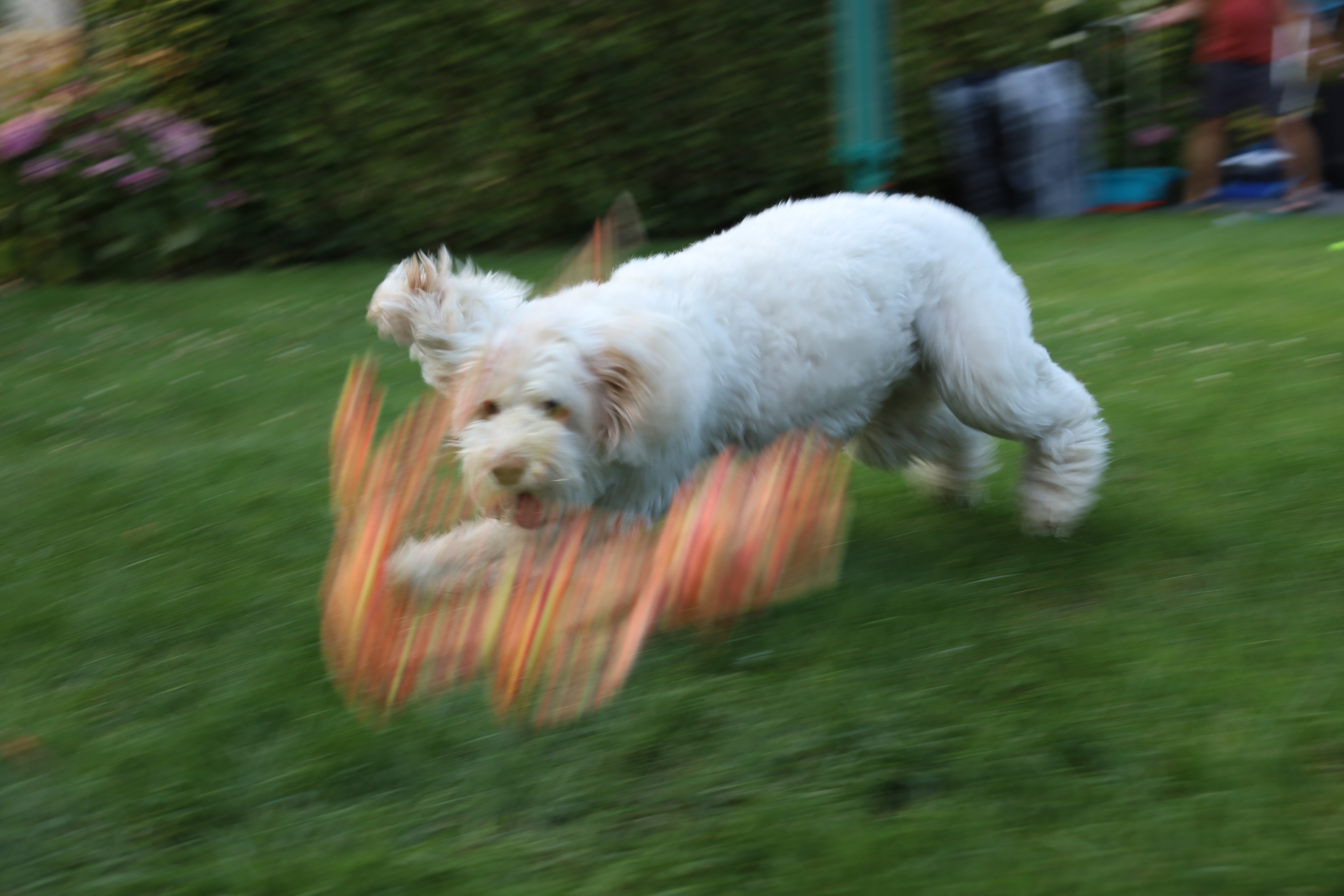 image-8