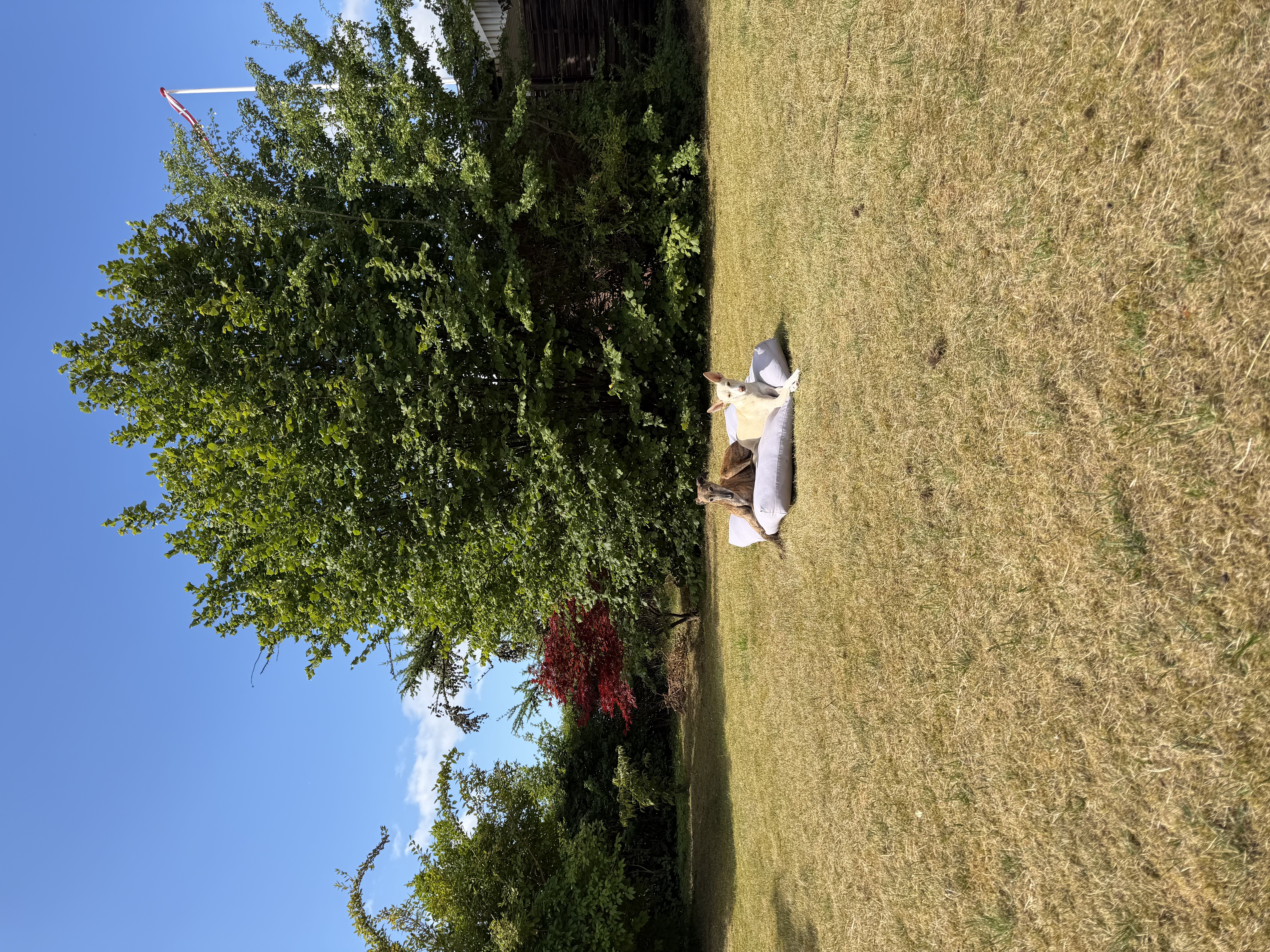 image-8