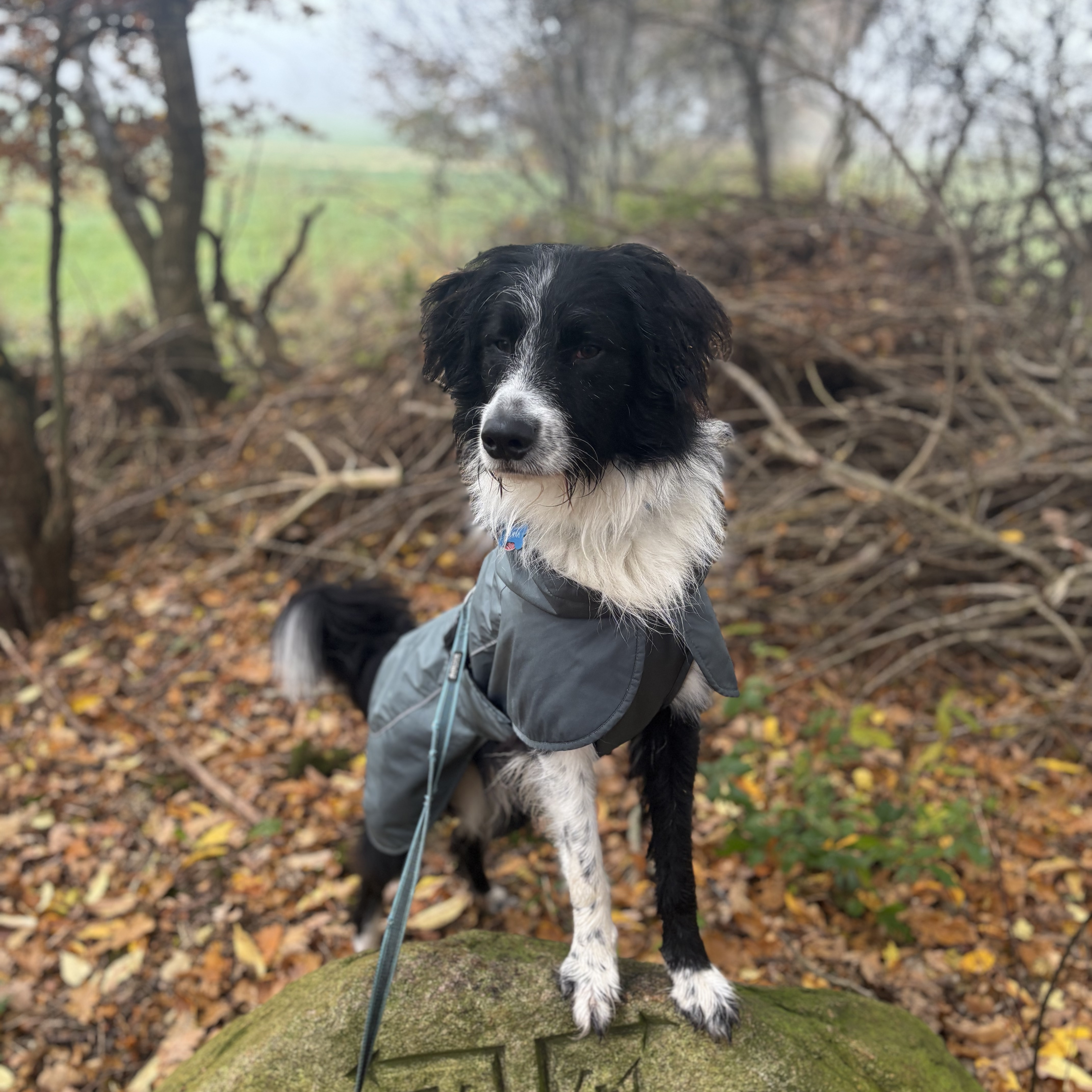 Koda 