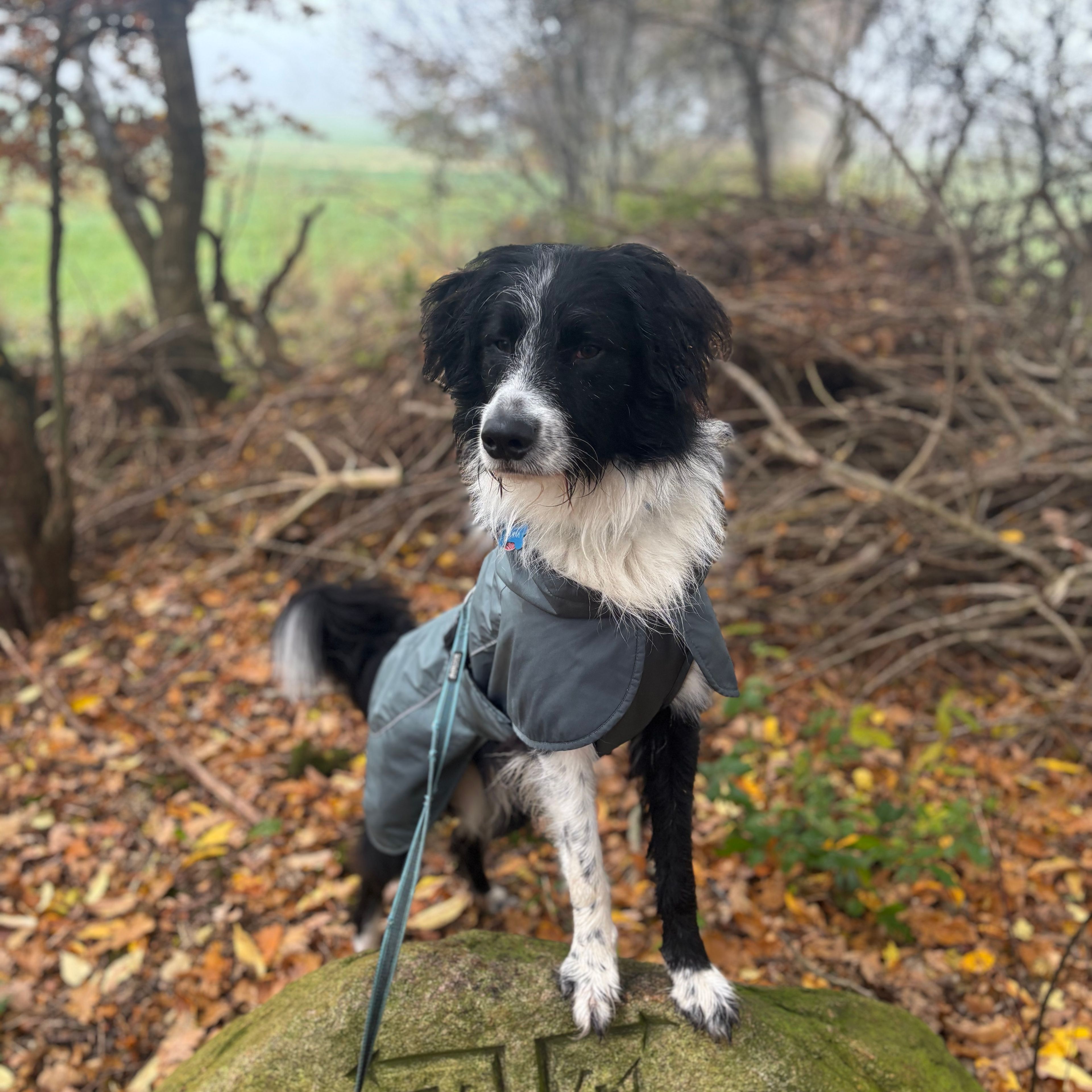 Koda