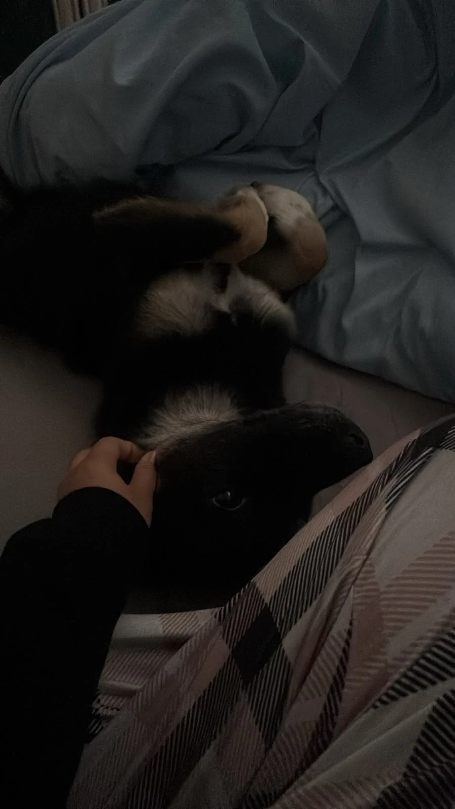 image-7