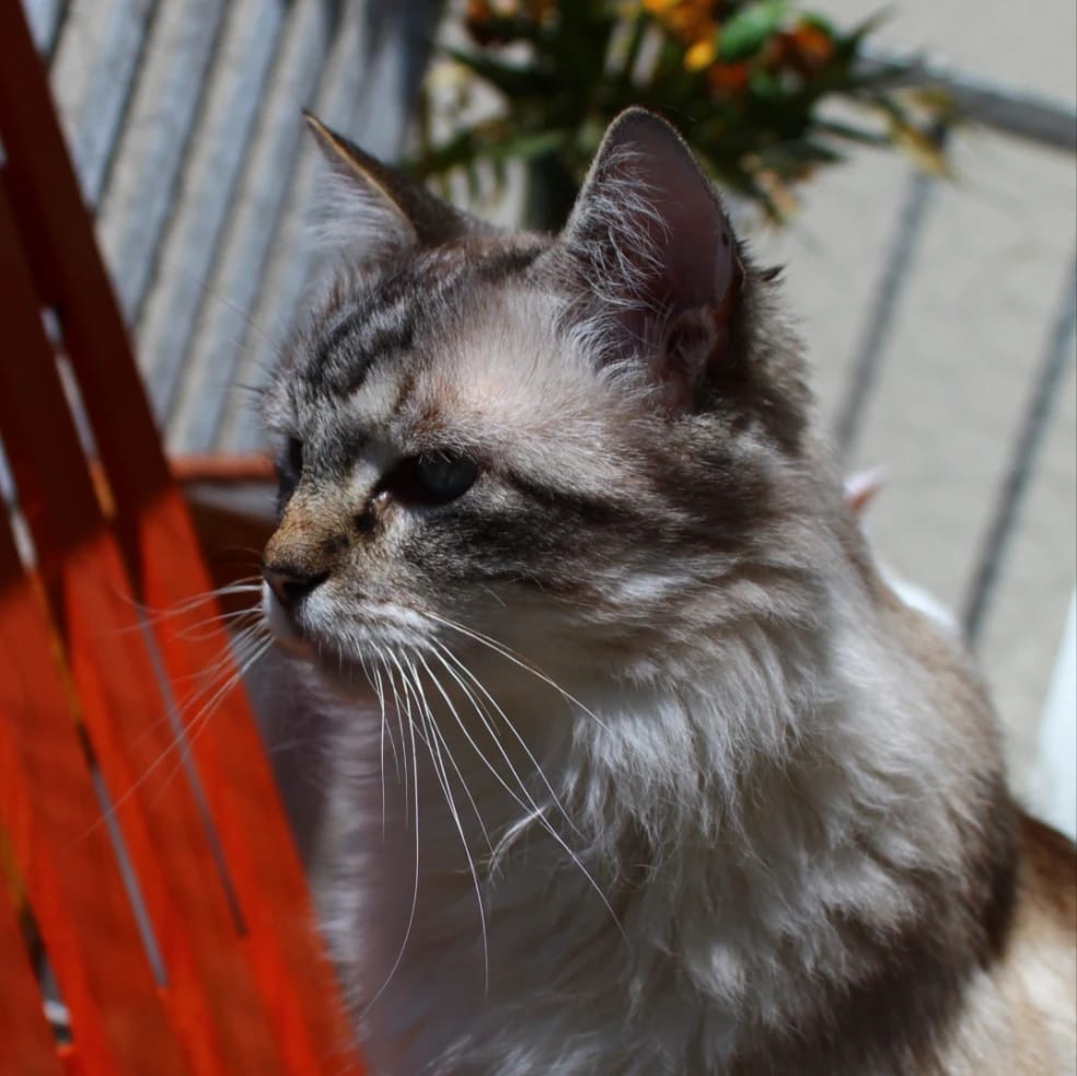 Nadja