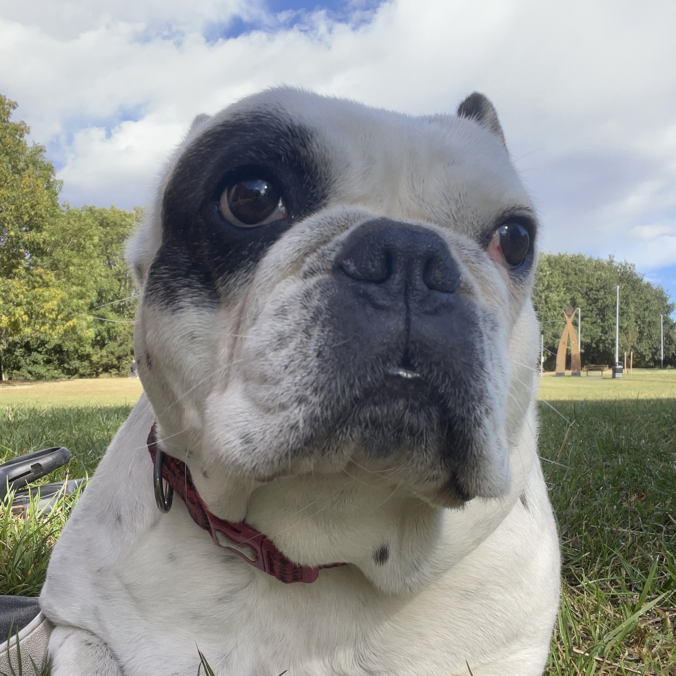 Bonnie