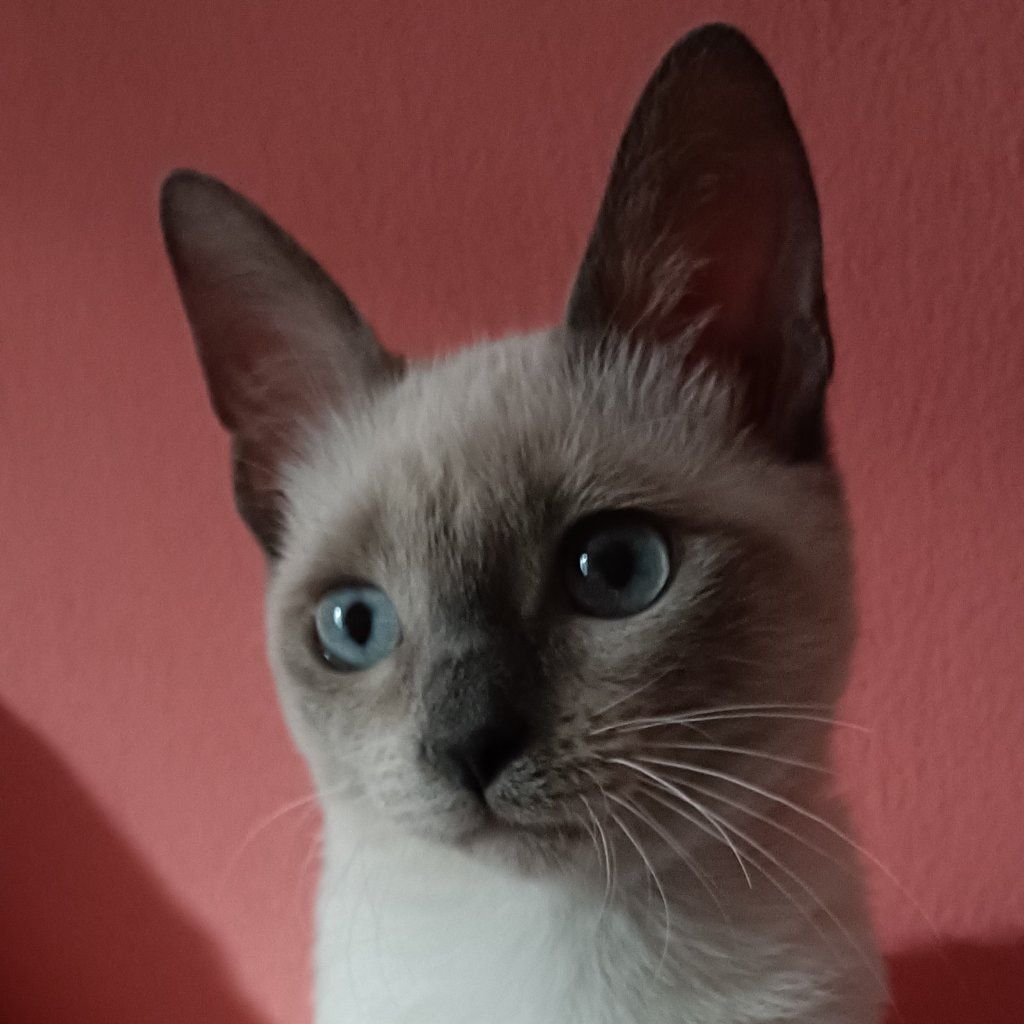 Carmela