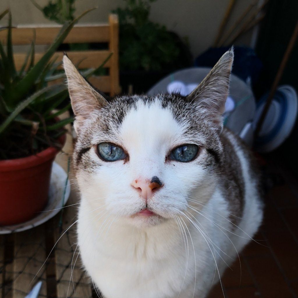 Luna