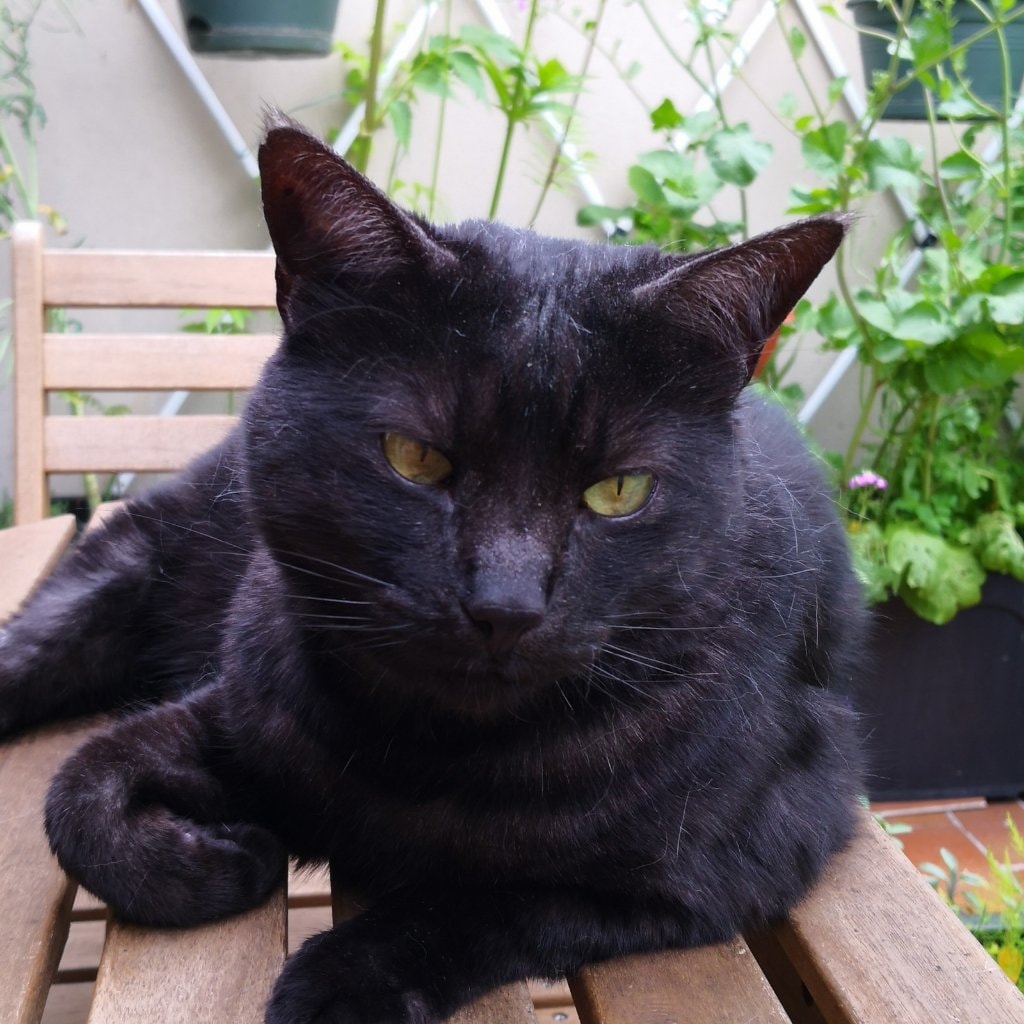Jiji