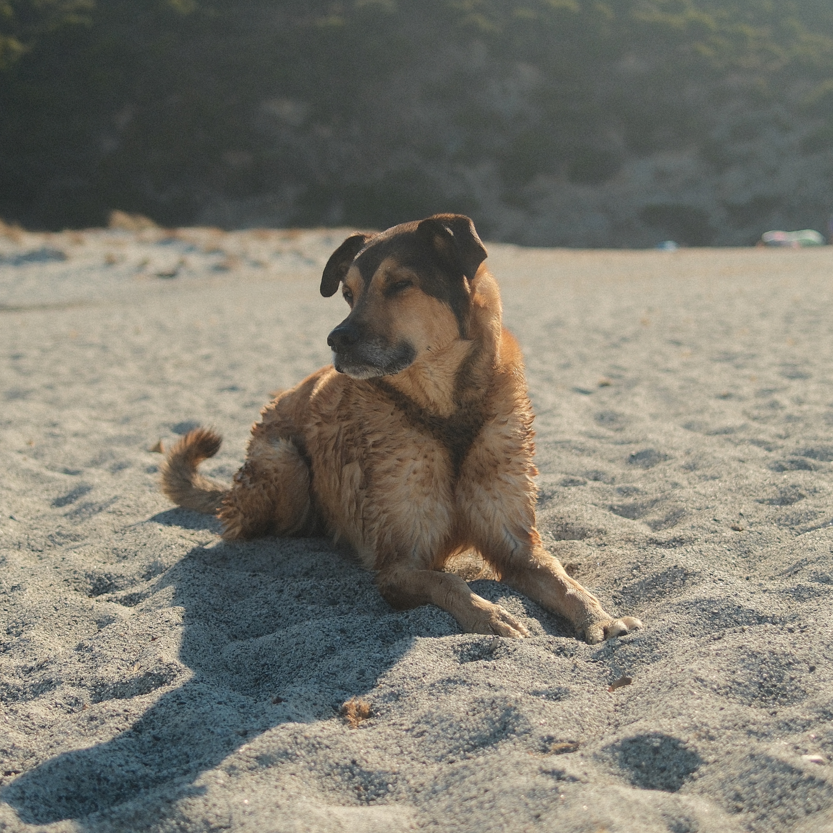 Tobi