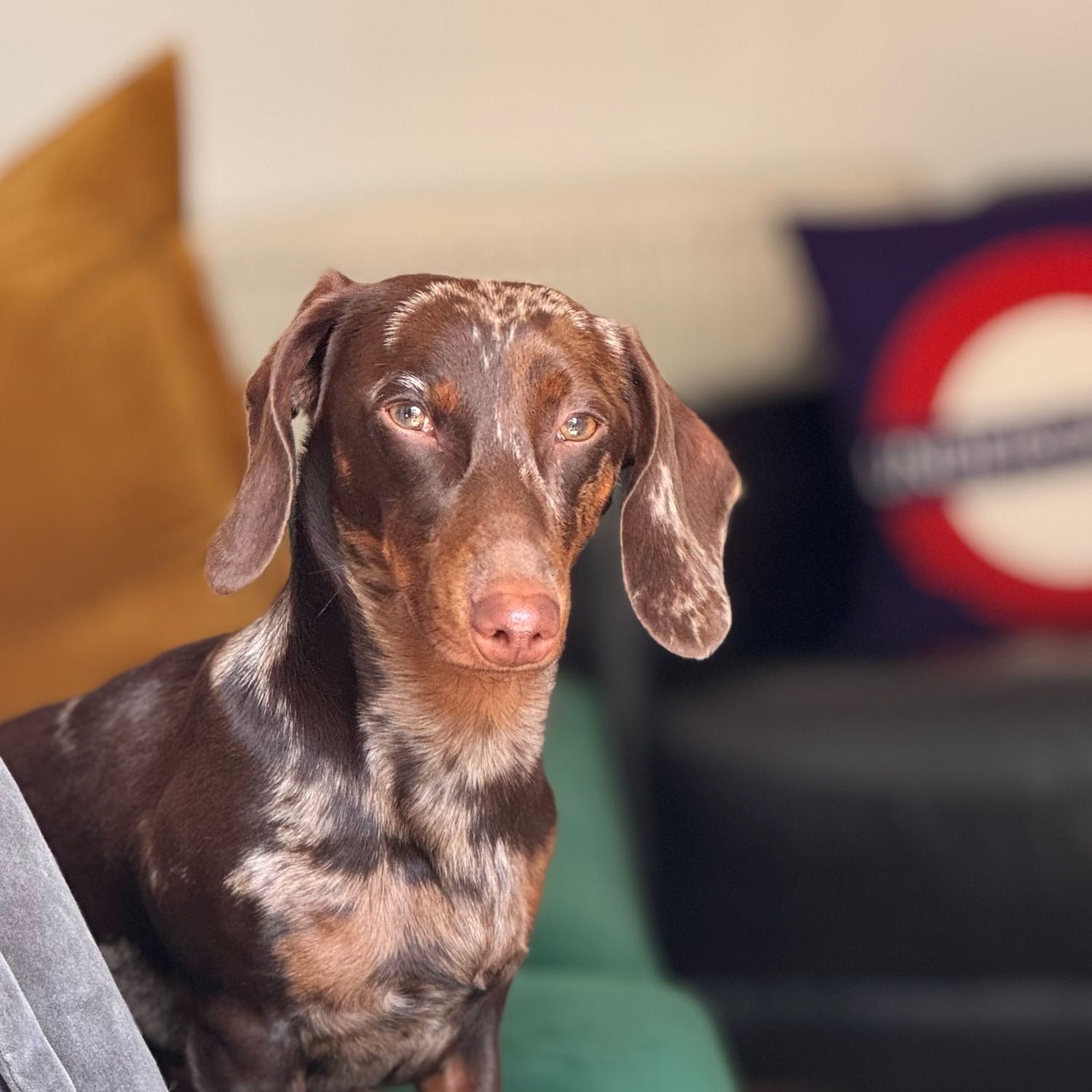 Mocha