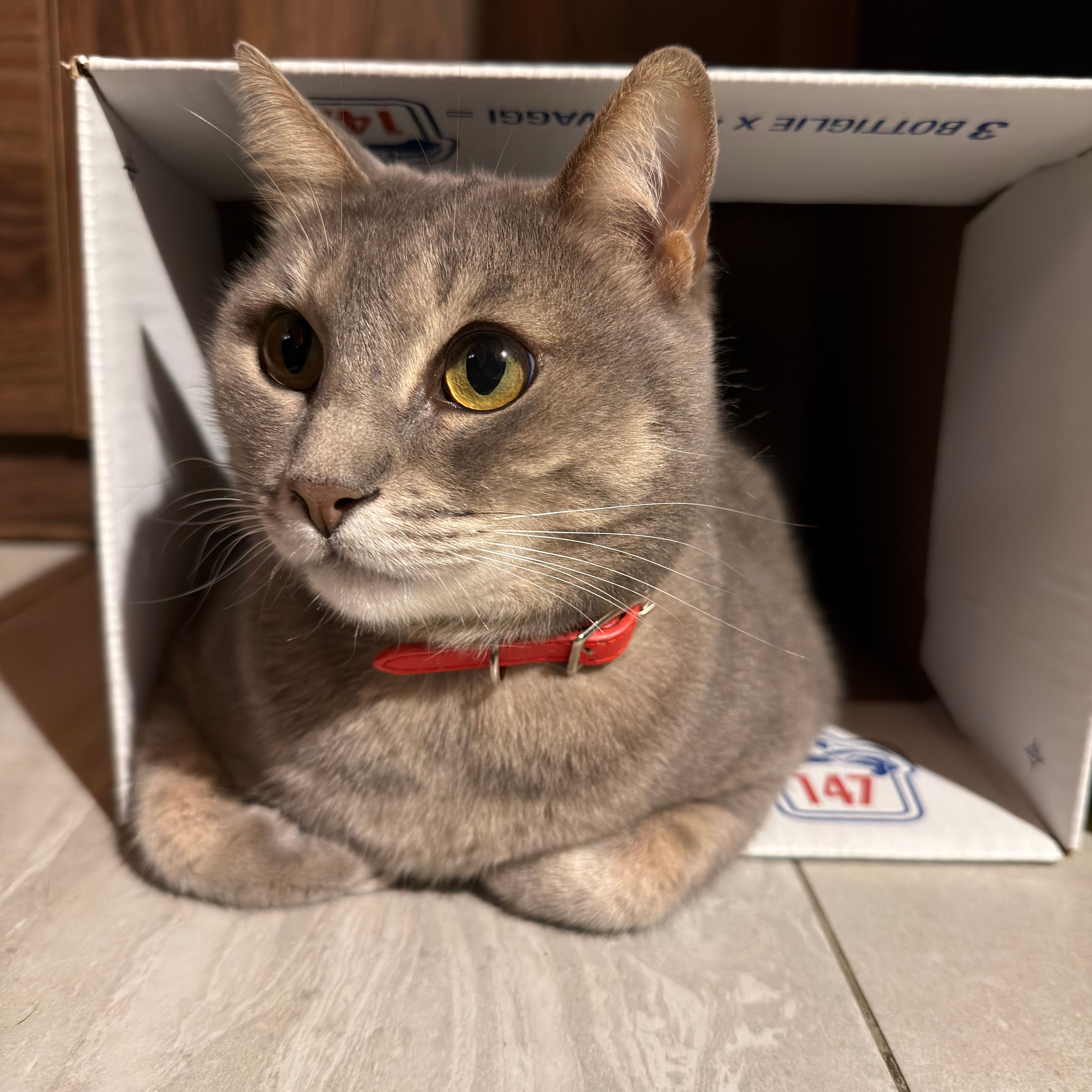 Mia