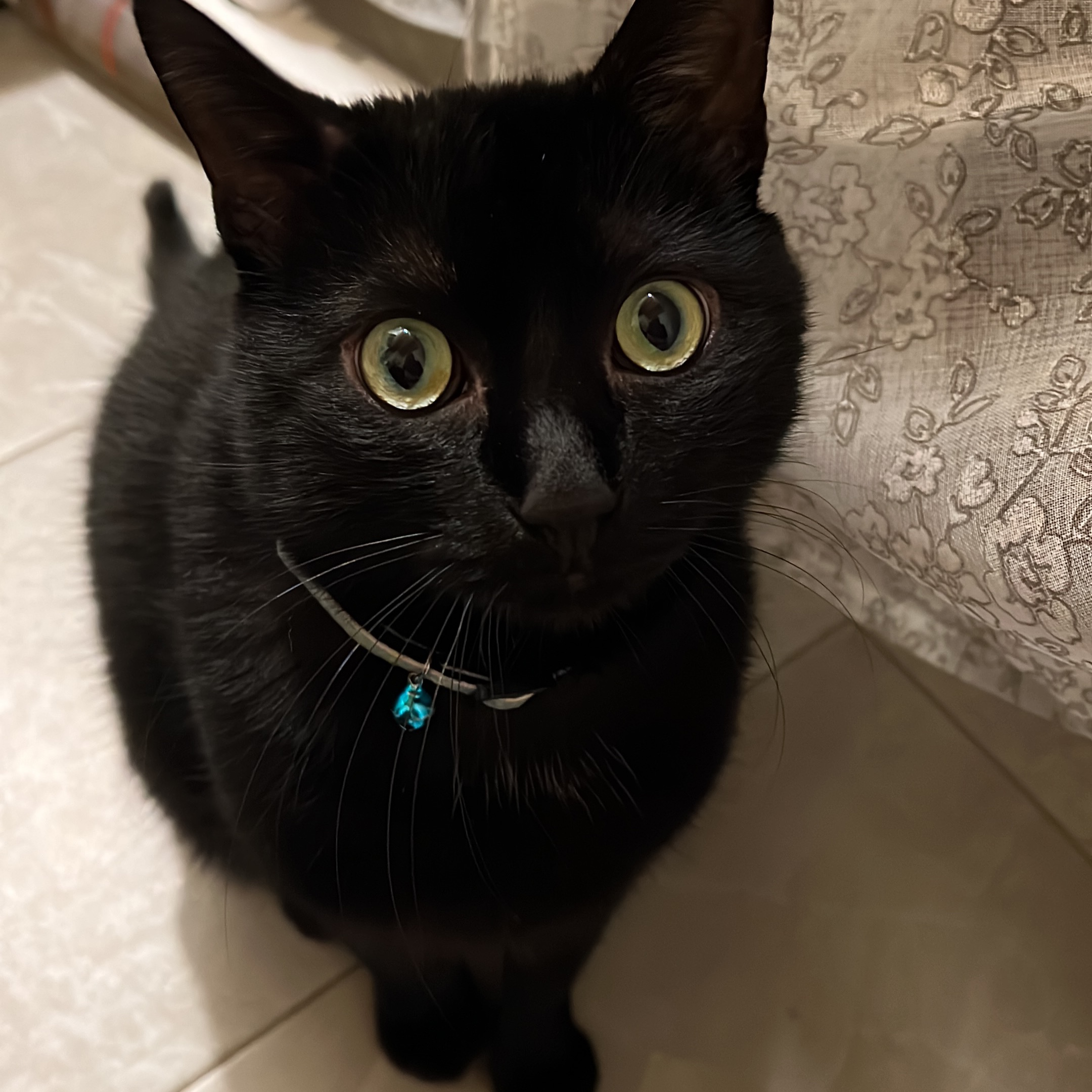 Kuma