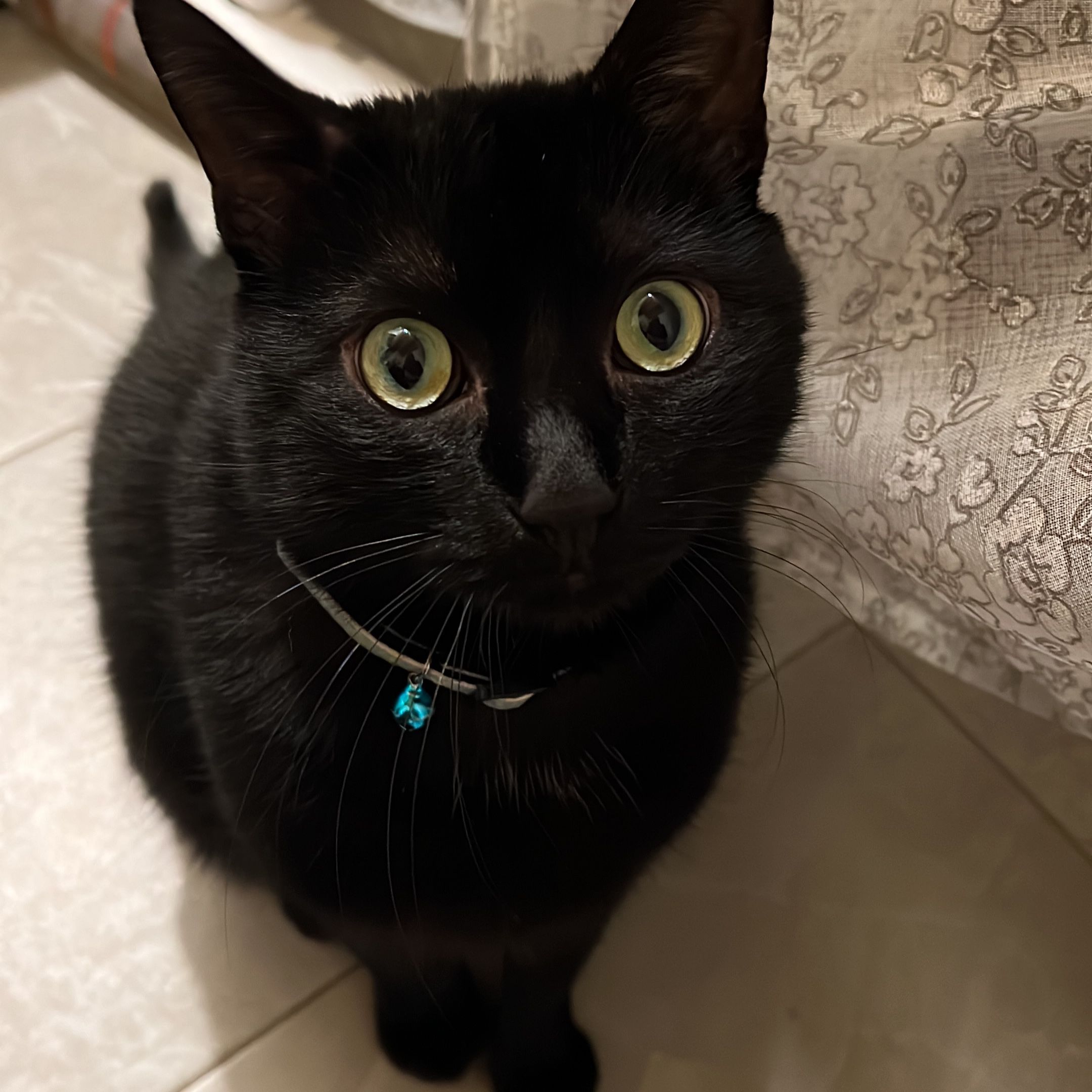 Kuma