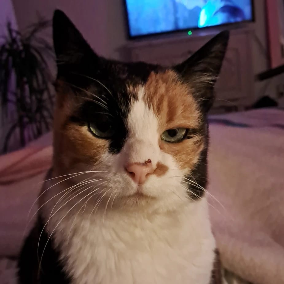 Lola belle
