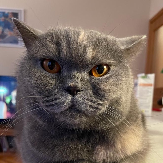 Leyla