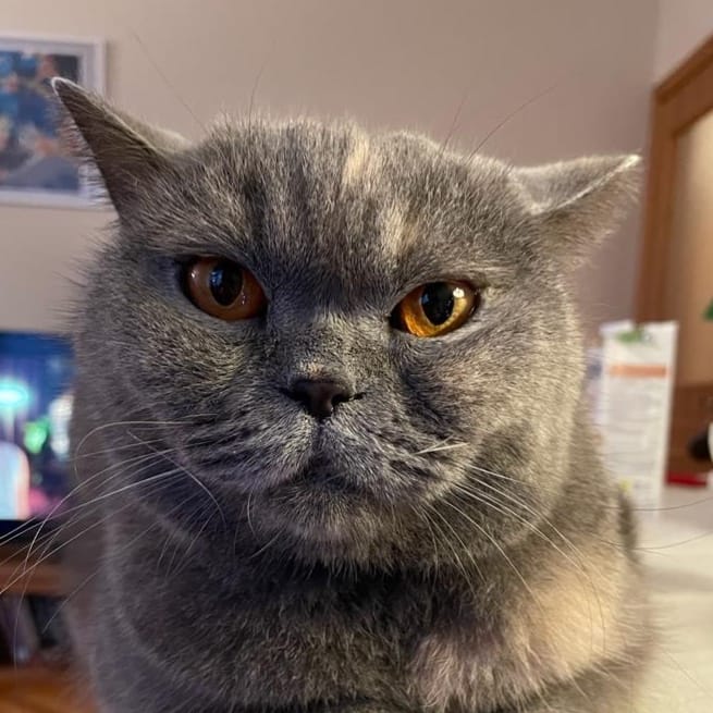 Leyla