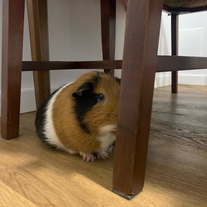 Benji 