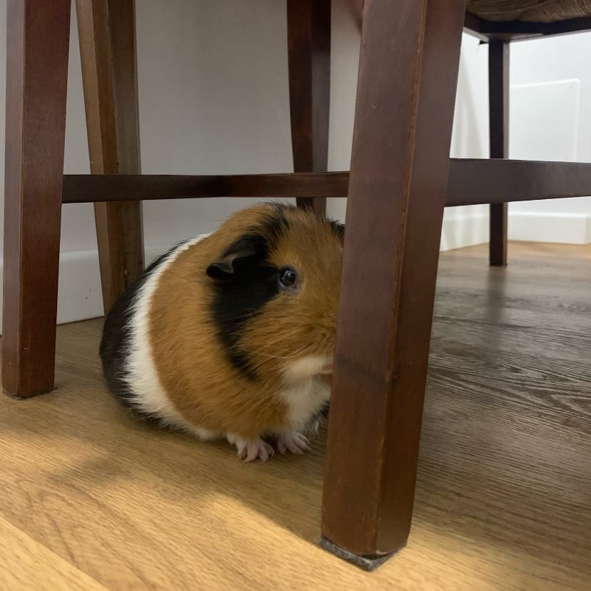 Benji