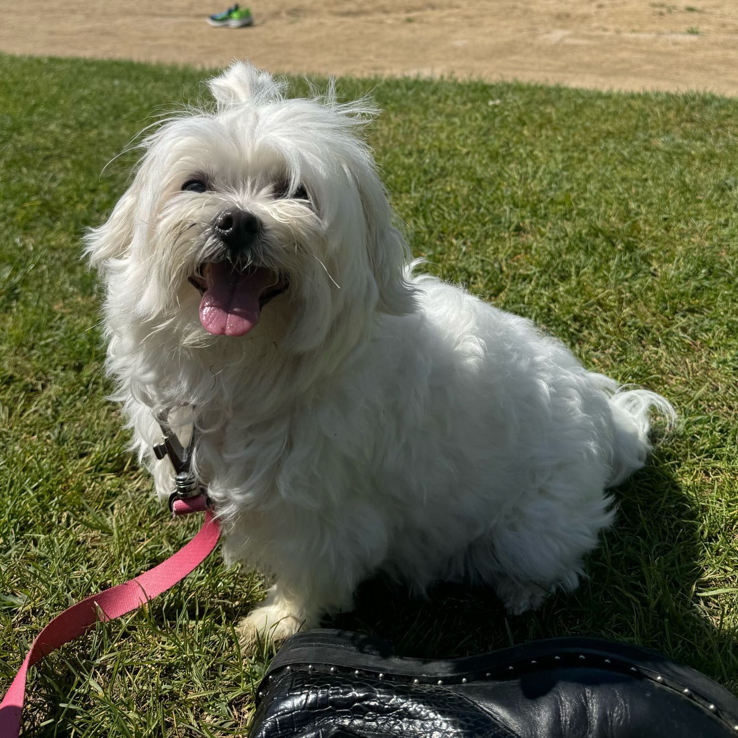 Lolita