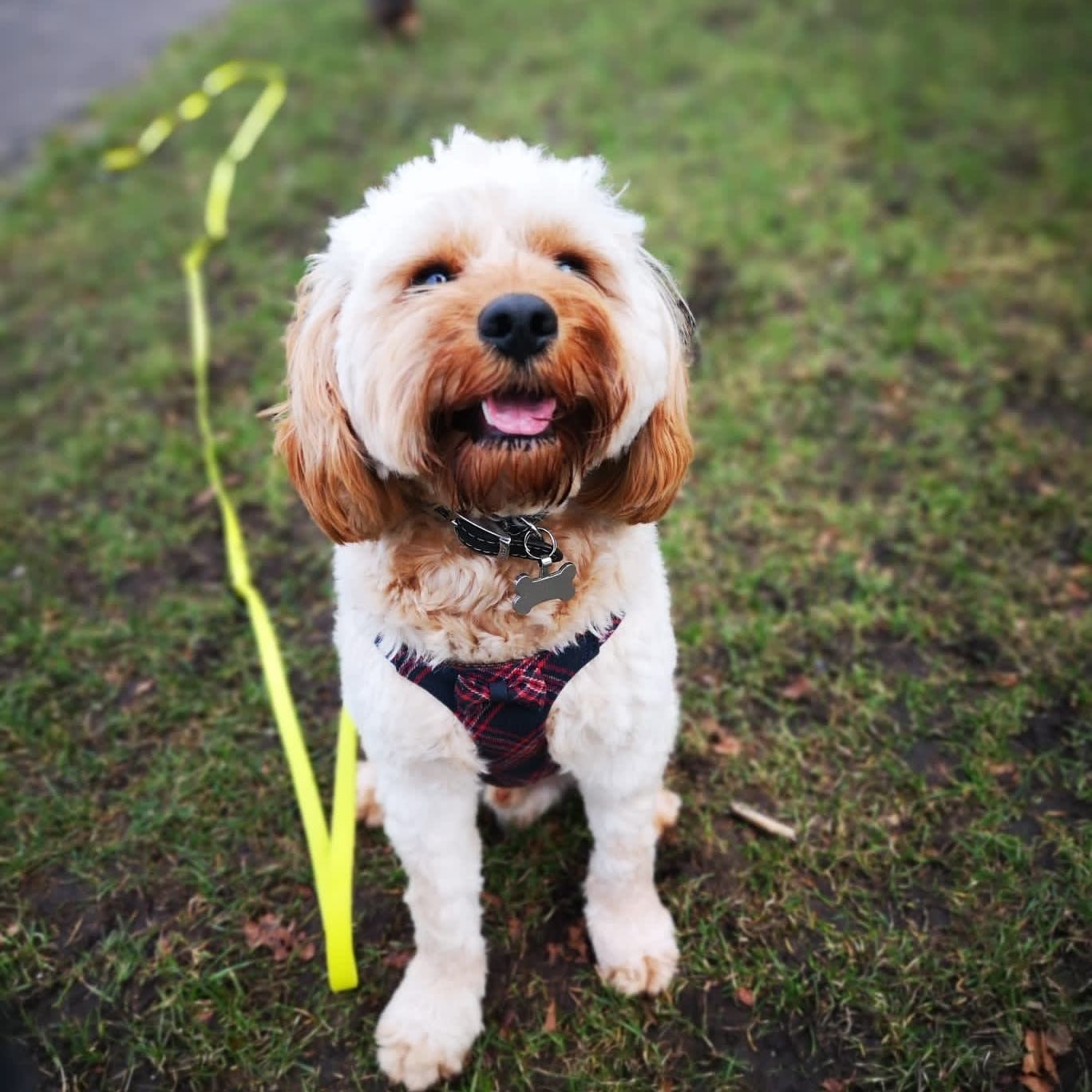 Hamish