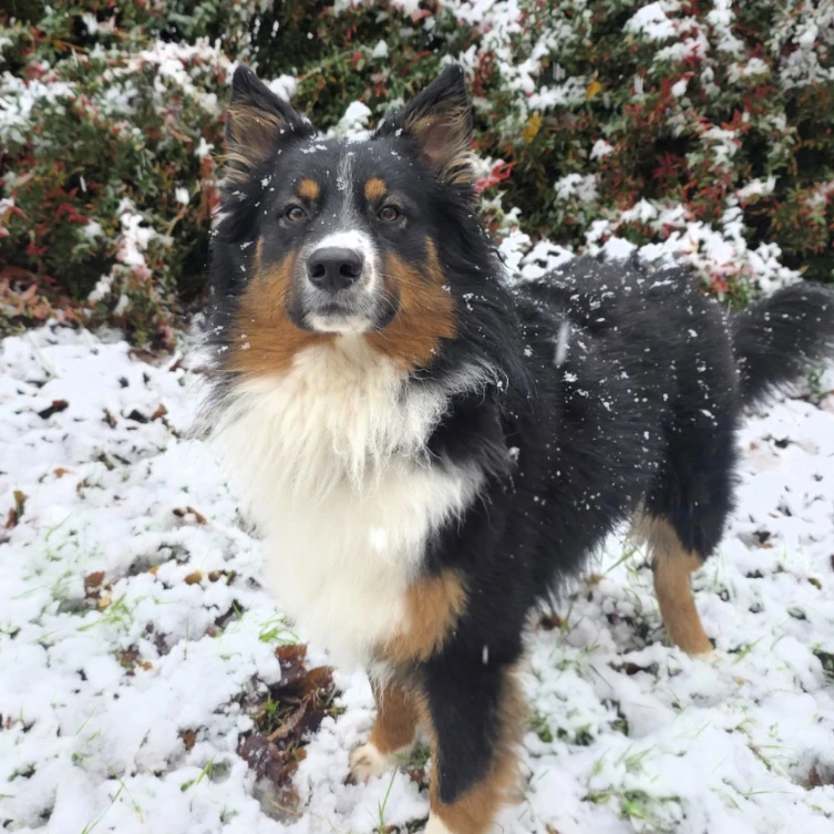 Koda 