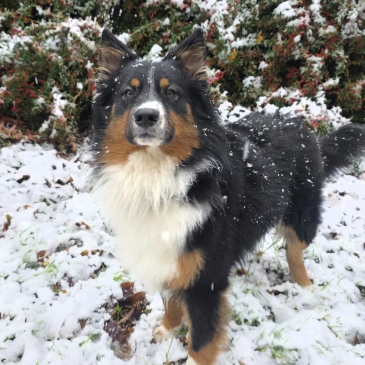 Koda