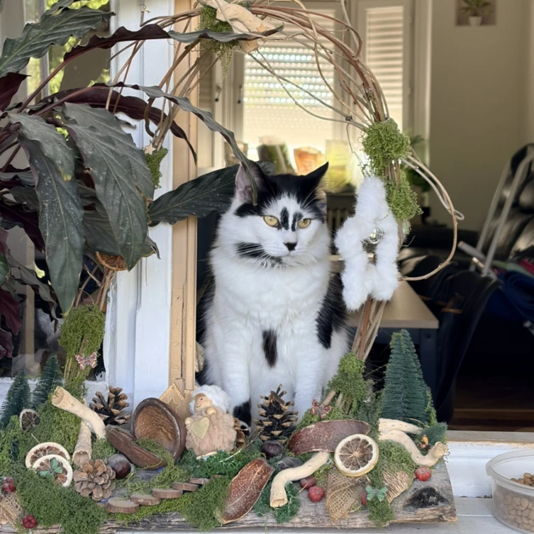 Mimi