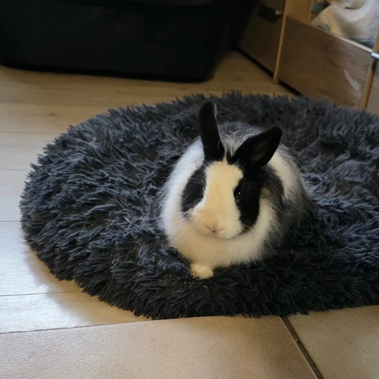 Luna