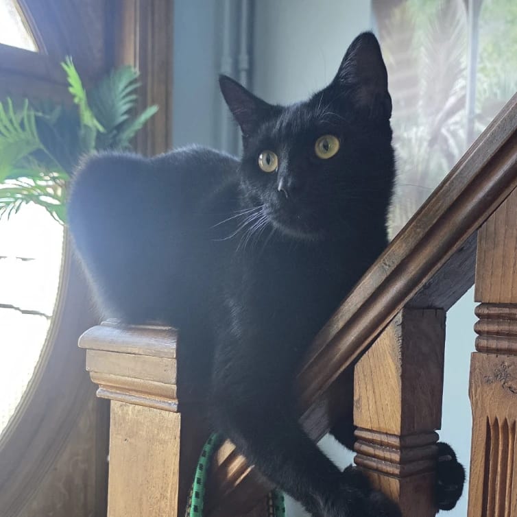 Titi