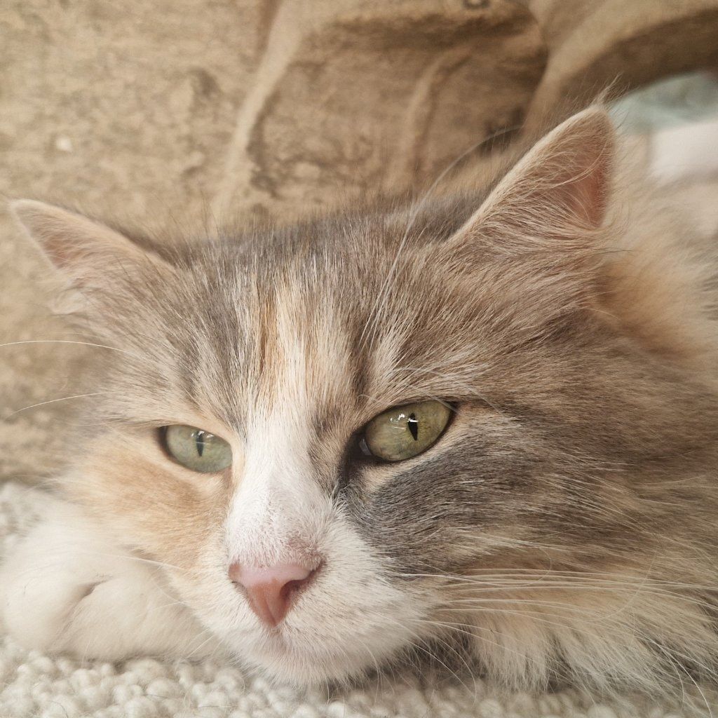 Neko