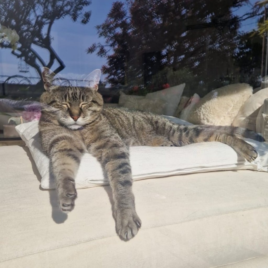 Grigio