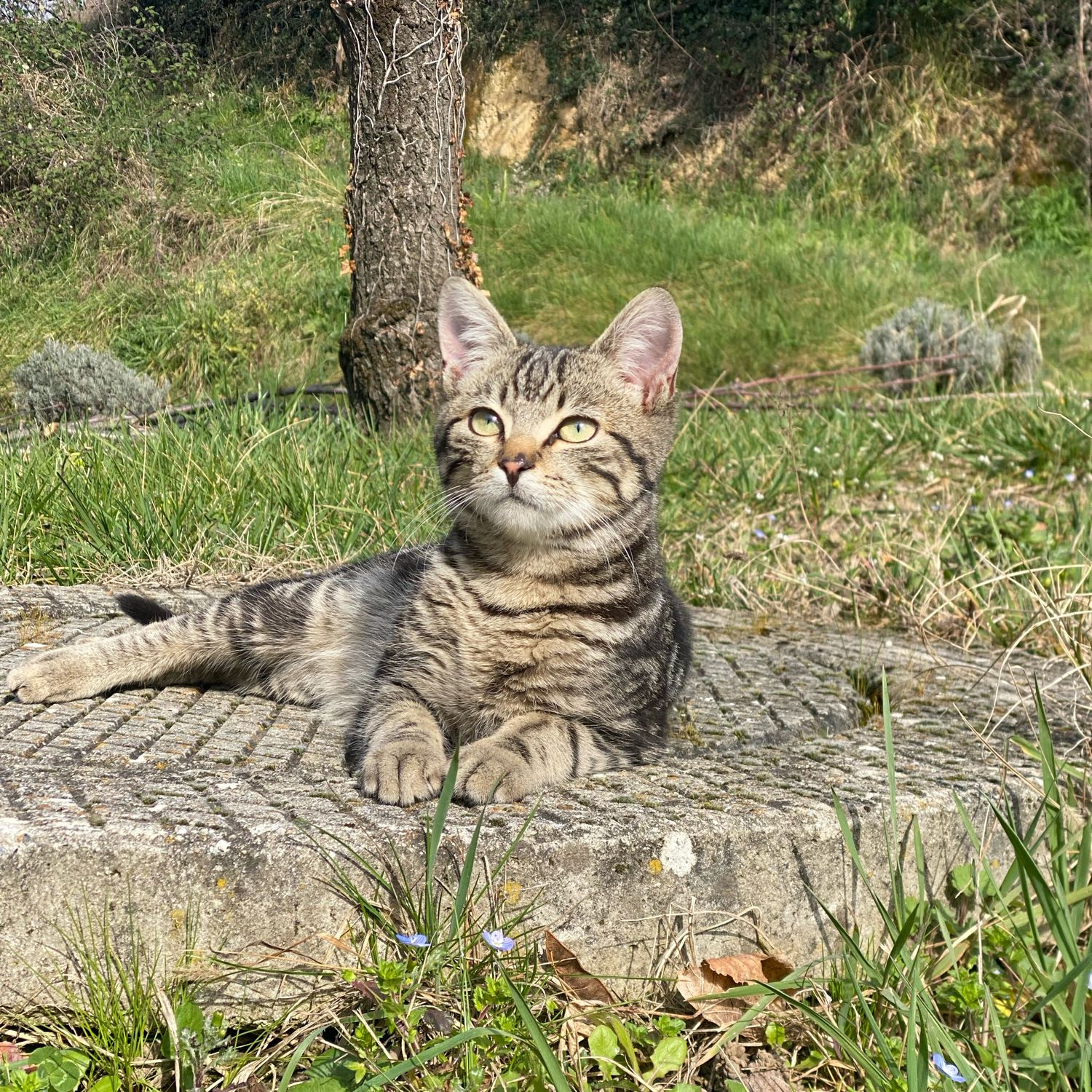 Léon