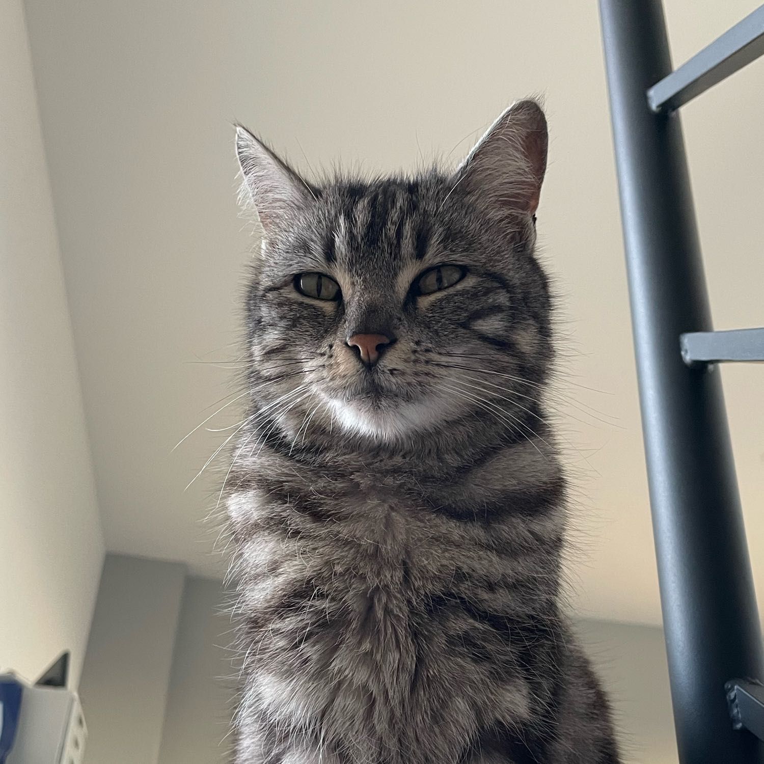 Millie