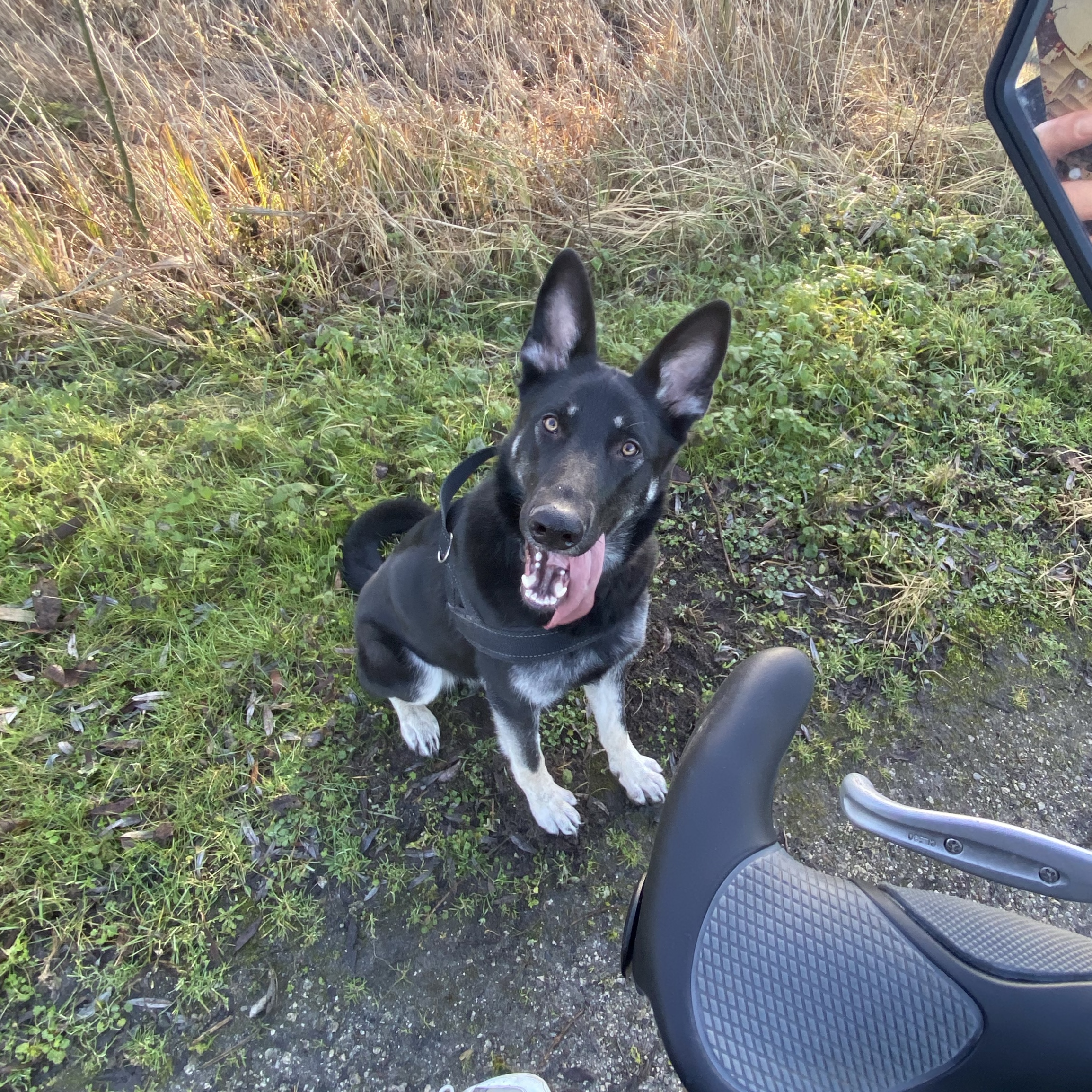 Koda