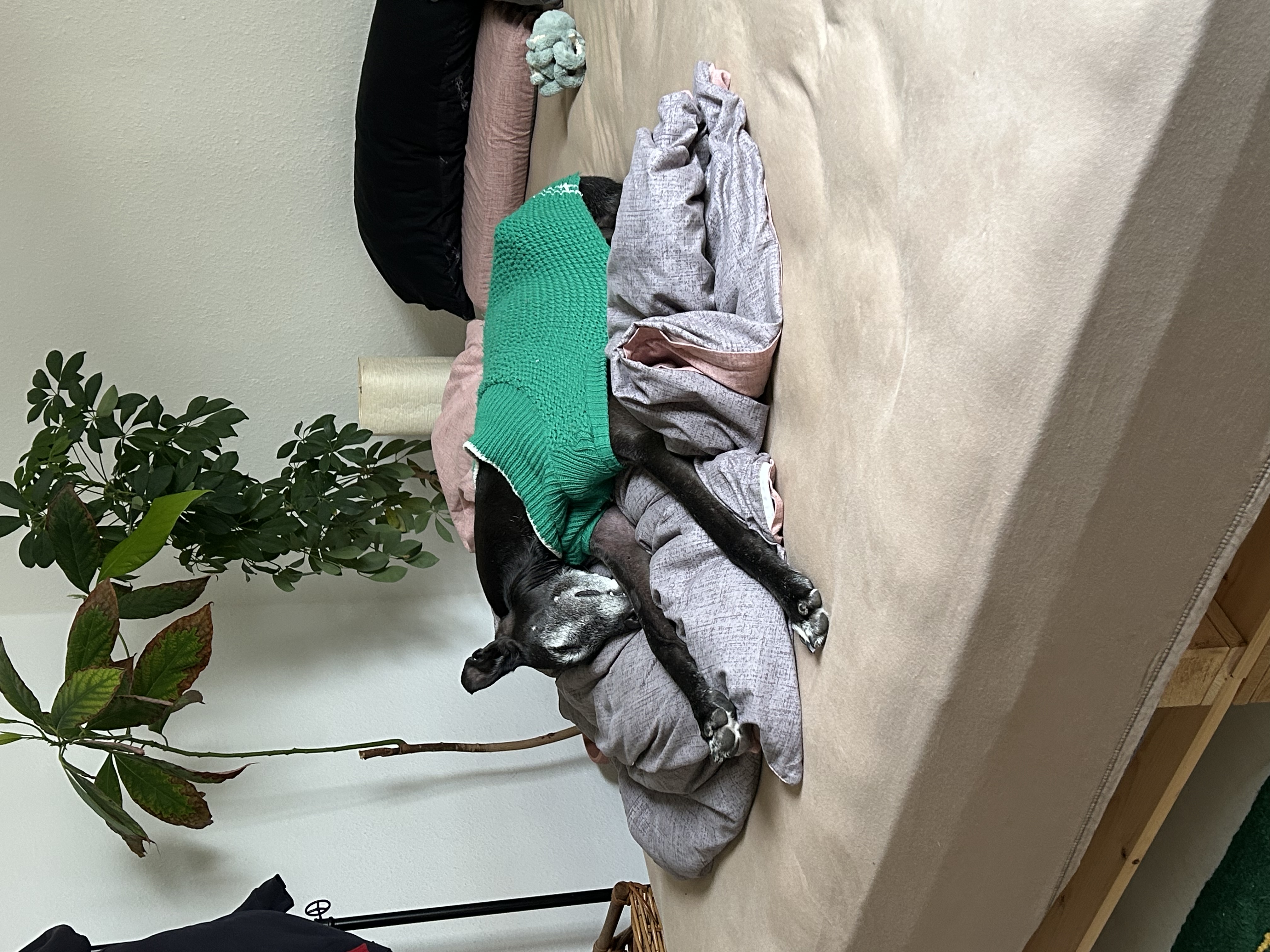 image-2