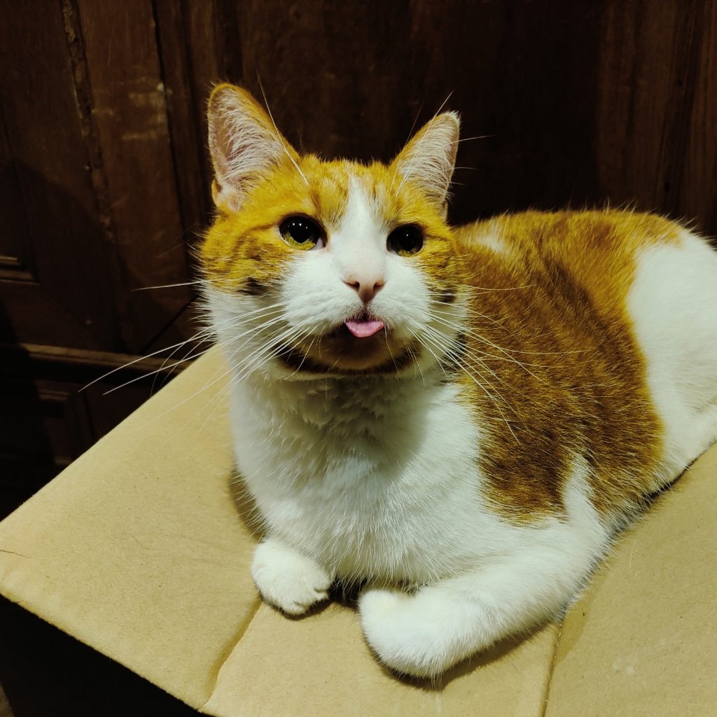 Angelo
