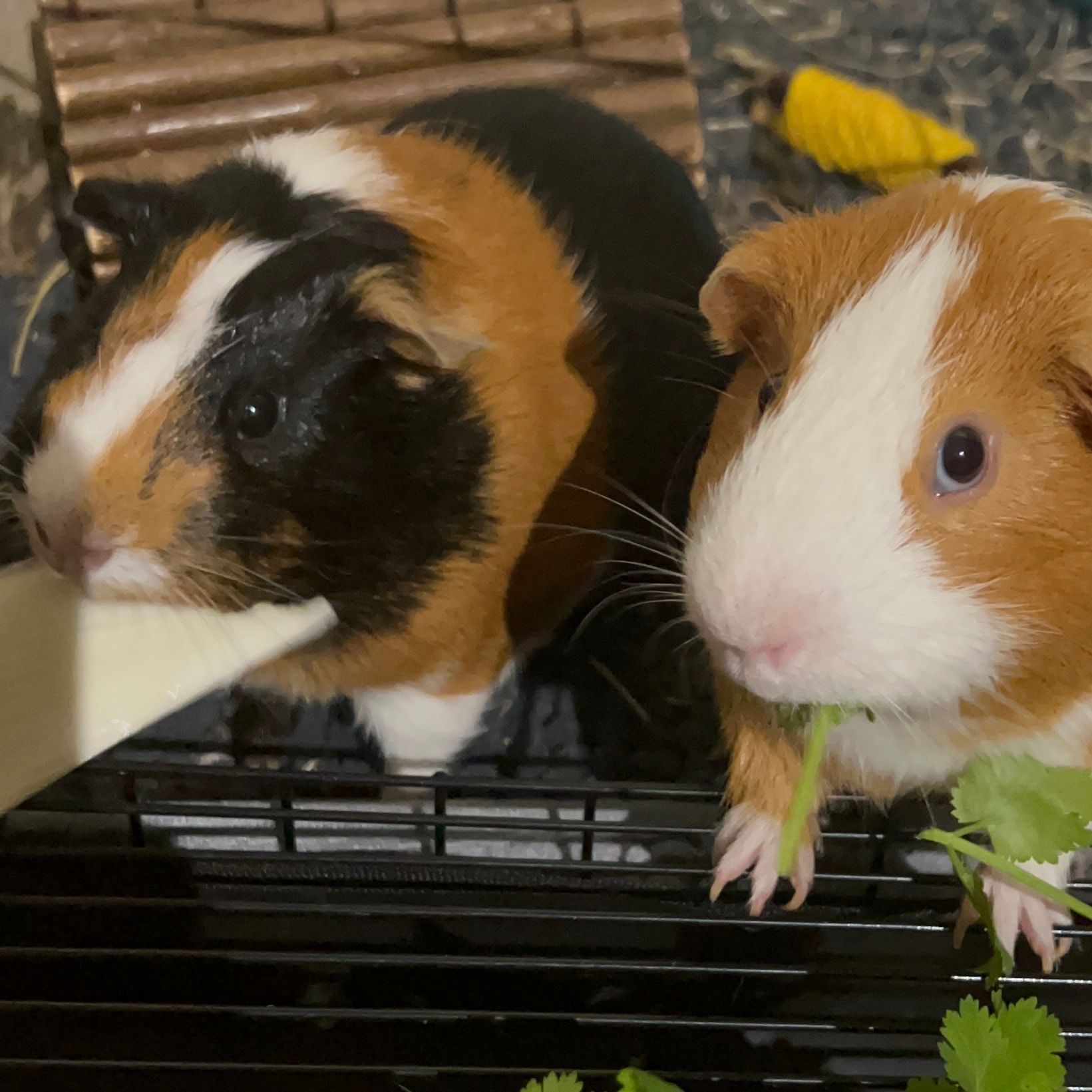 Rocky et Moka