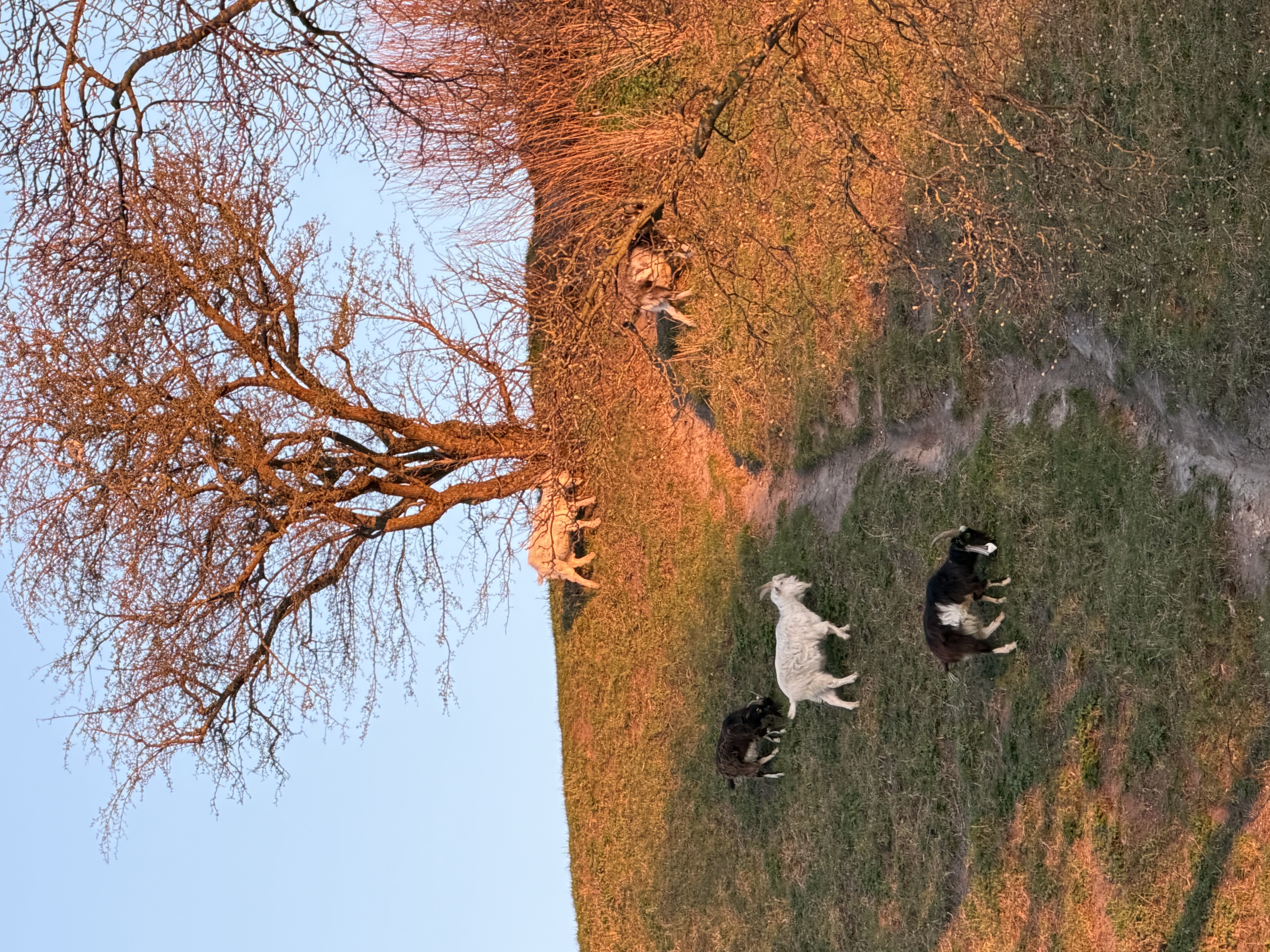 image-12