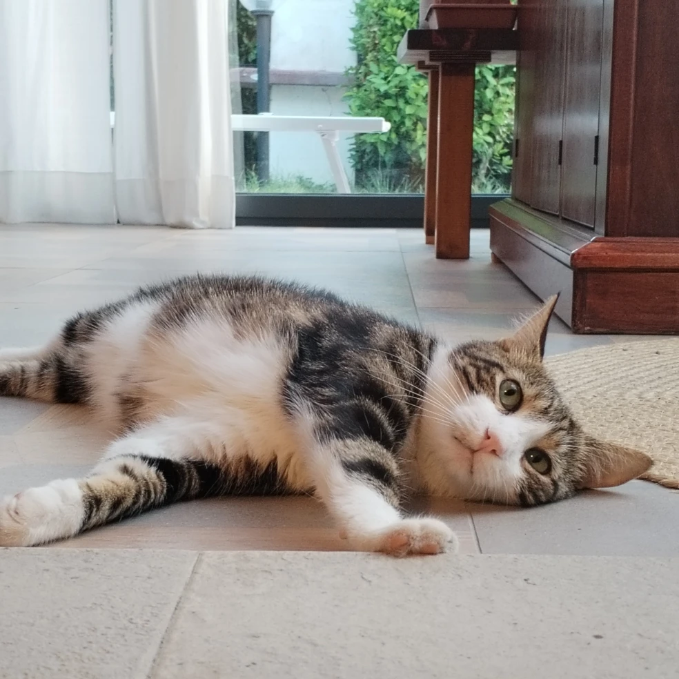 Zorba