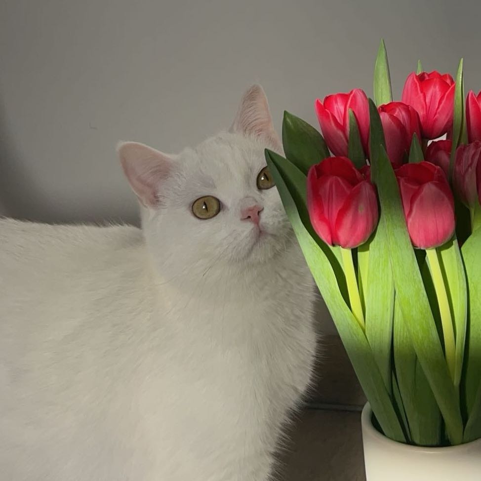 Perla