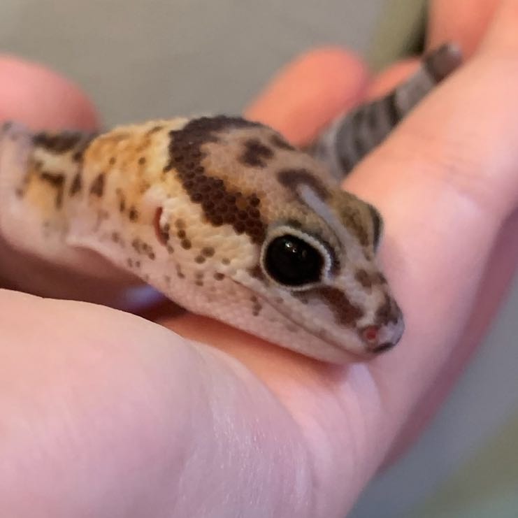 Rex