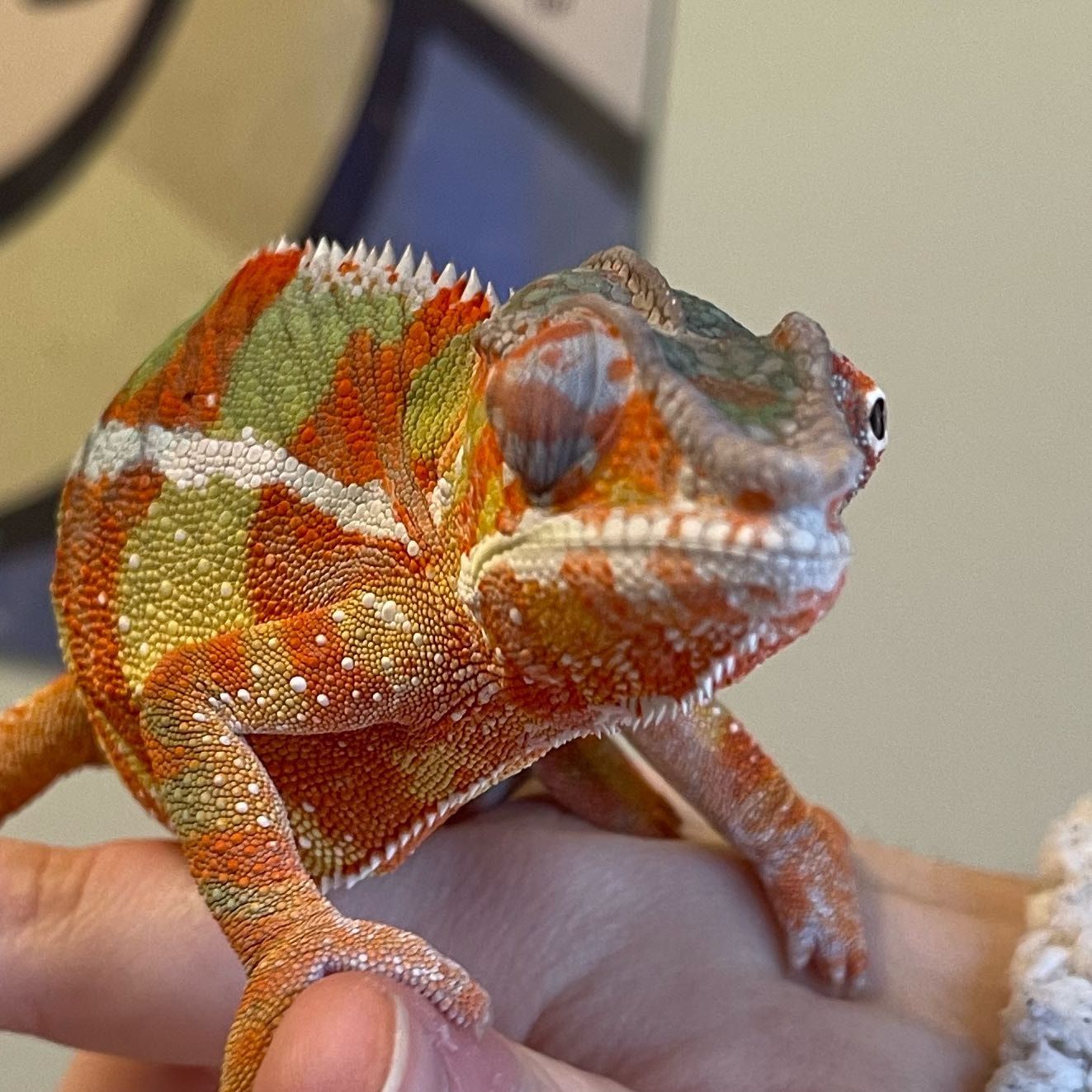 Rango