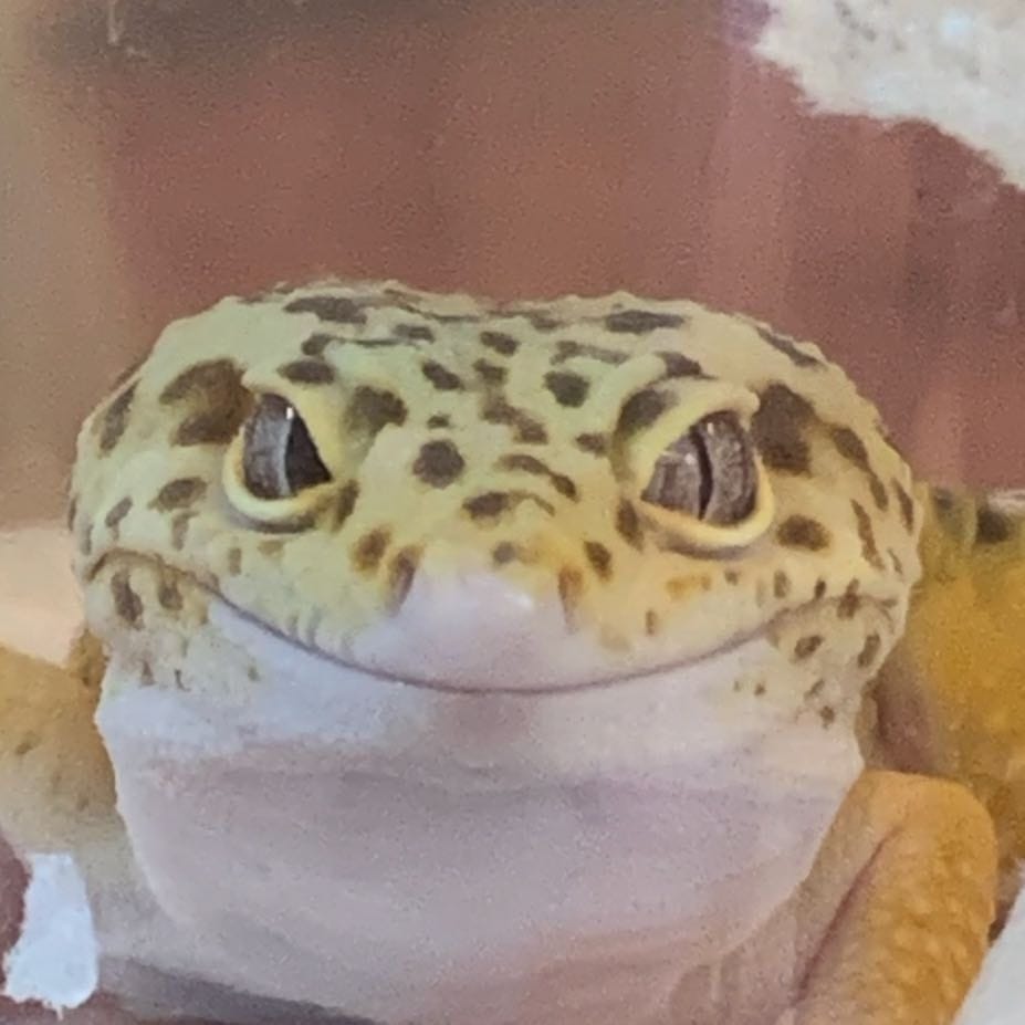 Ludo