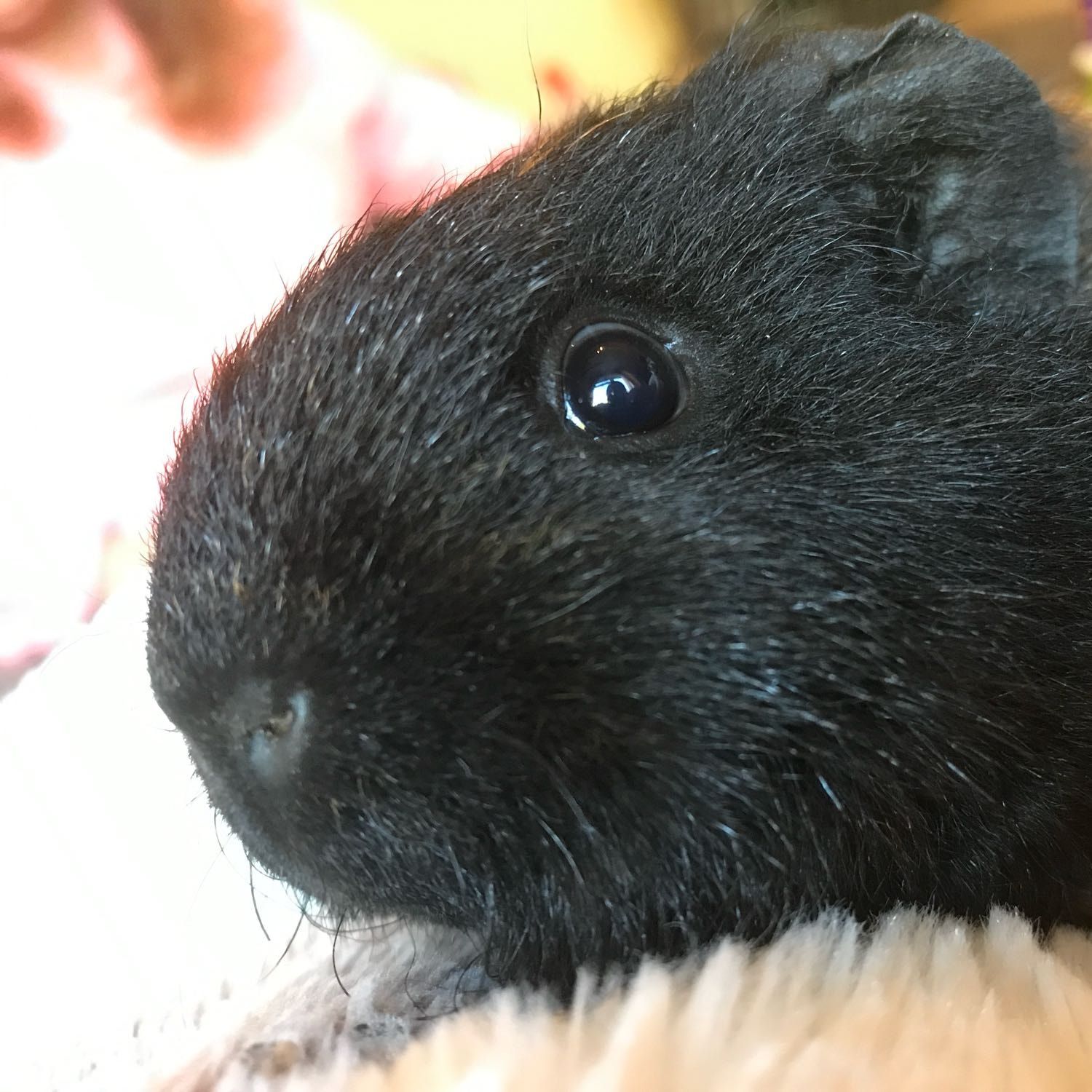 Piglet