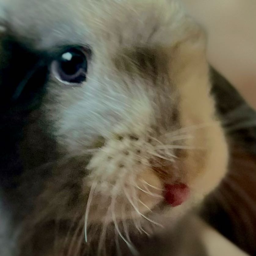 Ludwig