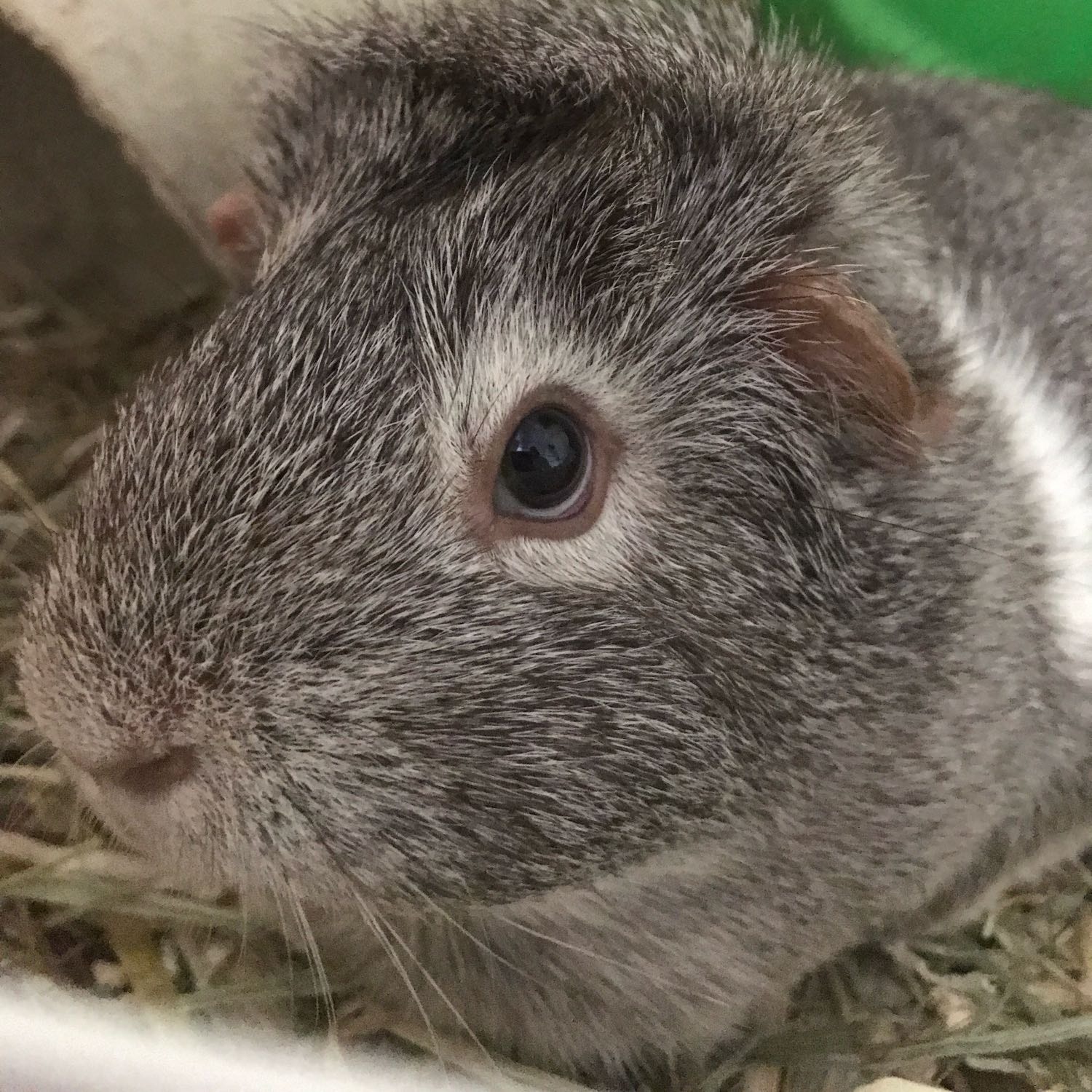 Arya